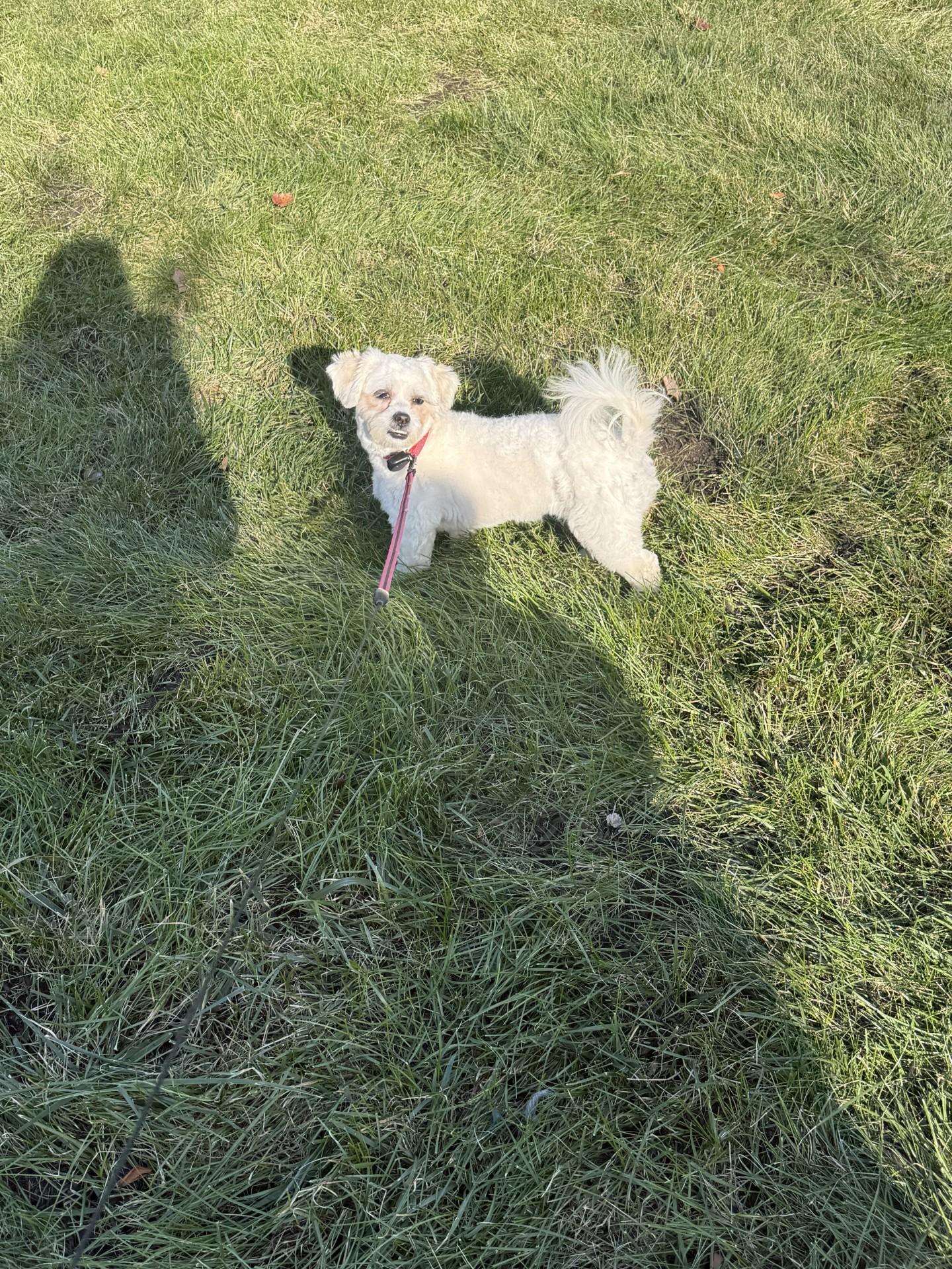 Enlarge Ariana and Xena, a Adoptable Maltese in Leesburg, VA image 3/6
