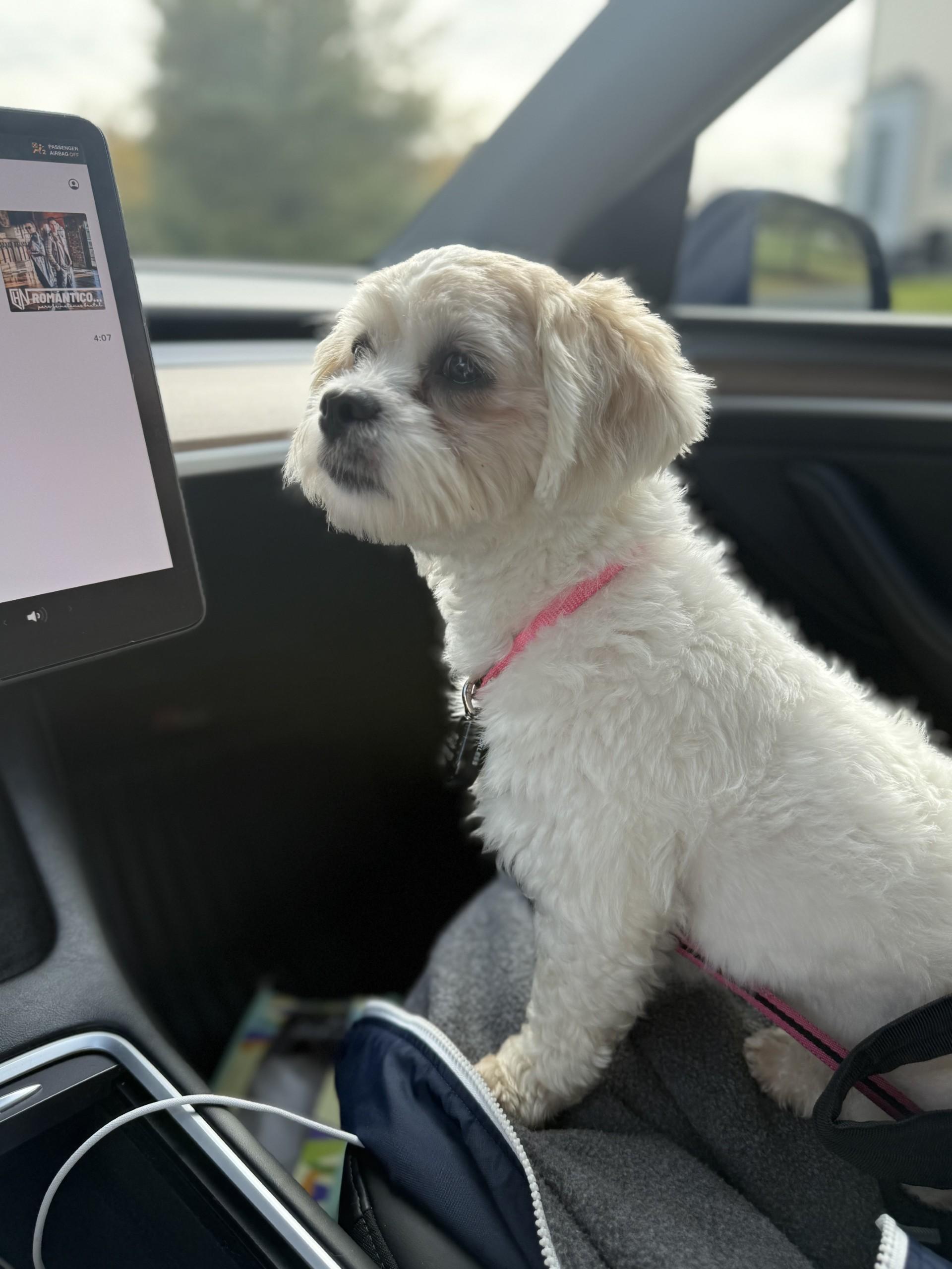 Enlarge Ariana and Xena, a Adoptable Maltese in Leesburg, VA image 5/6