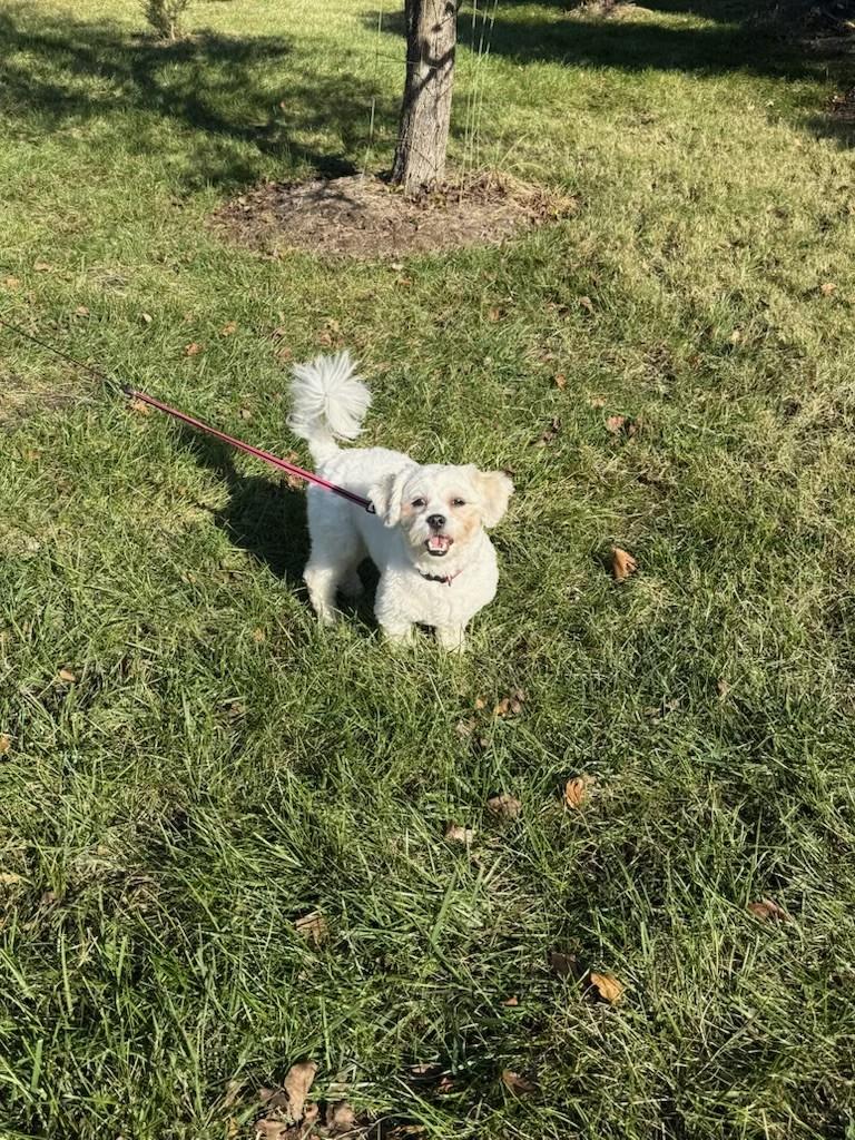 Enlarge Ariana and Xena, a Adoptable Maltese in Leesburg, VA image 6/6