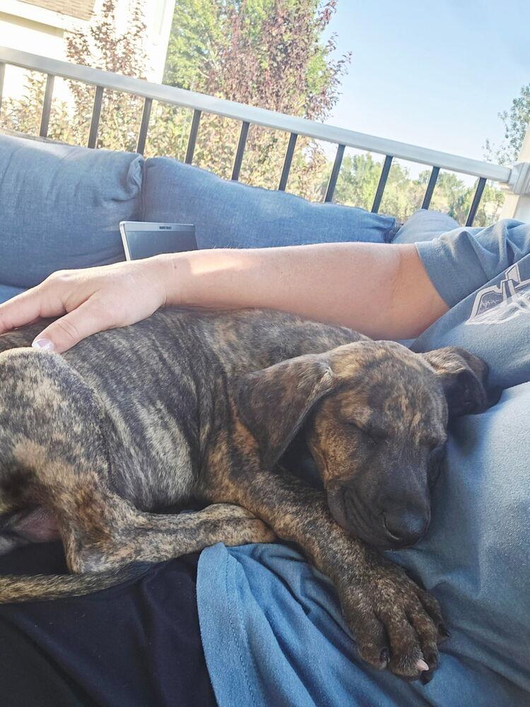 Cole2, Adoptable, Puppy Male German Shepherd Dog & Boxer.