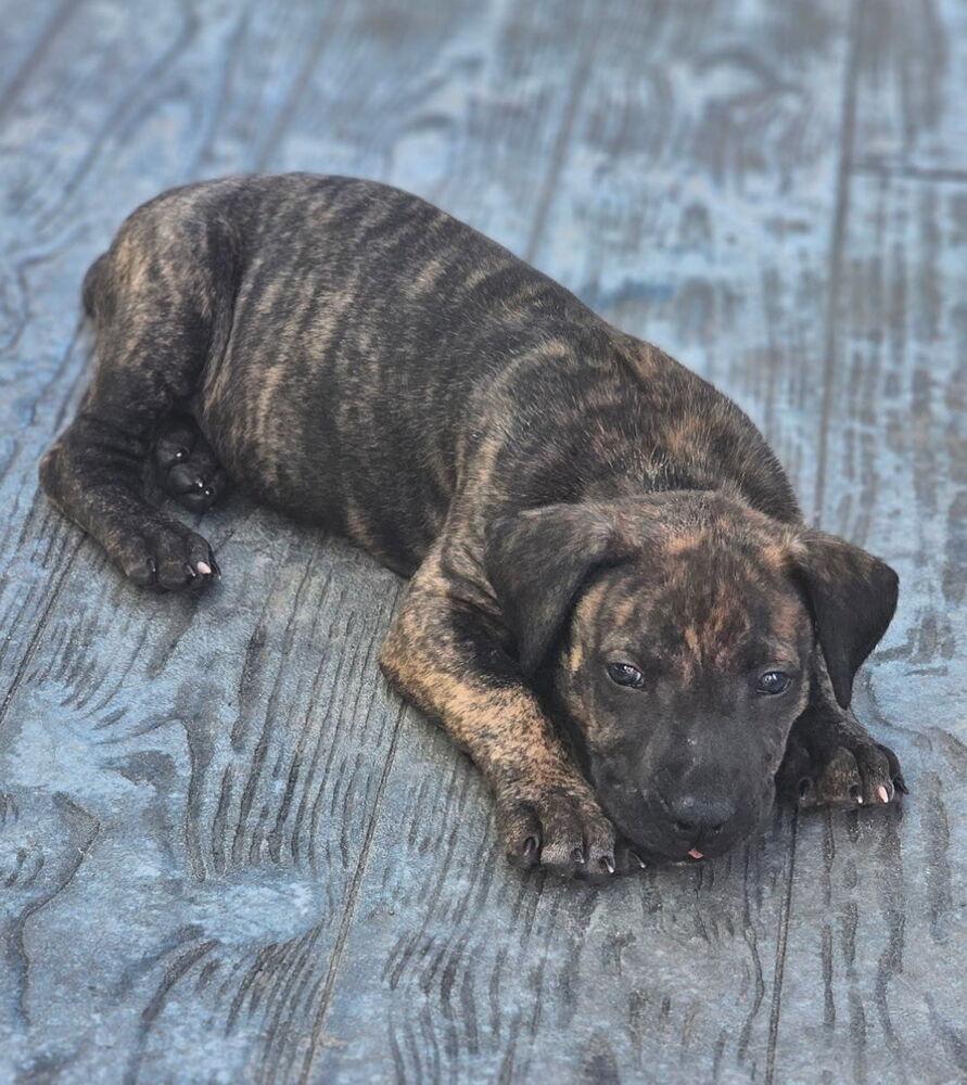 Enlarge Cole2, a Adoptable mixed breed in Littleton, CO image 2/5