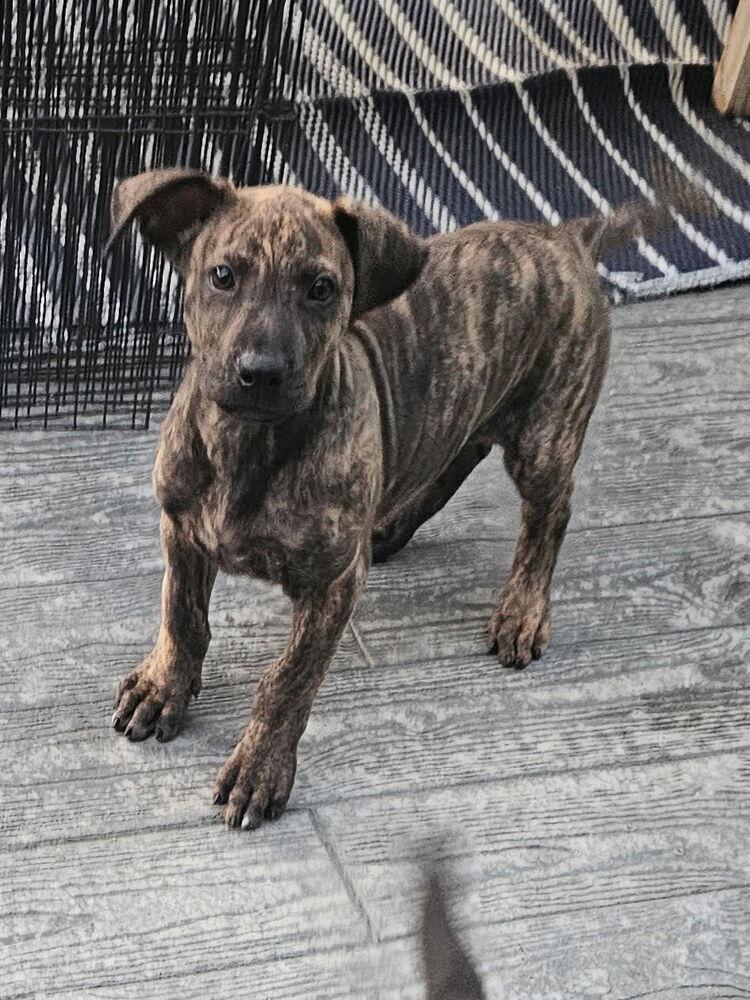 Enlarge Cole2, a Adoptable mixed breed in Littleton, CO image 4/5