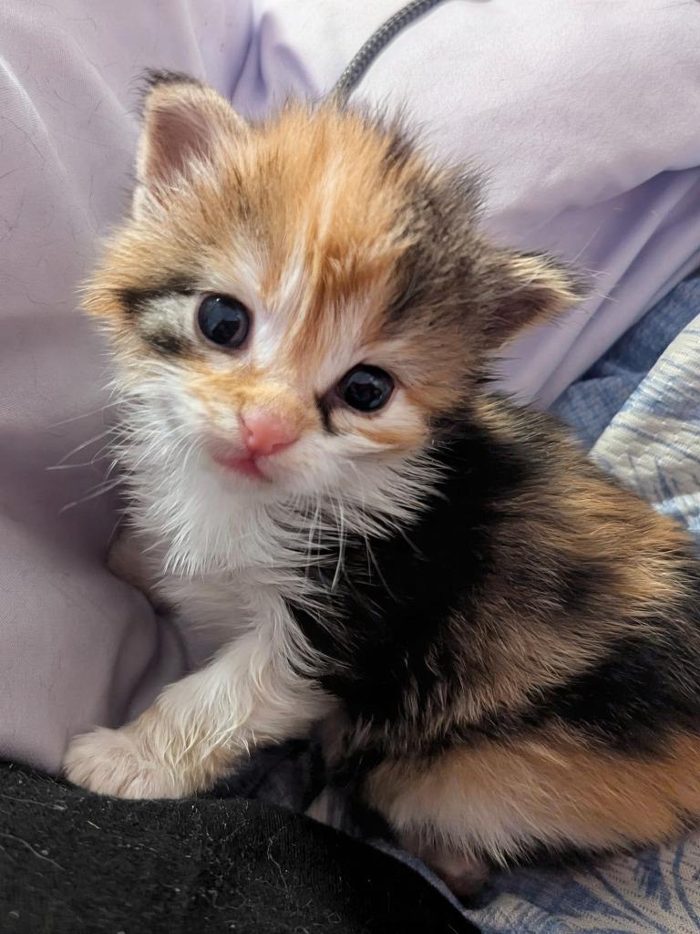 Velvet, Adopted, Kitten Female Calico.