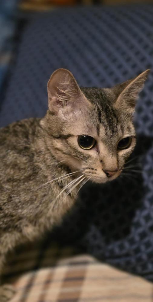 Foxy — thumbnail 2