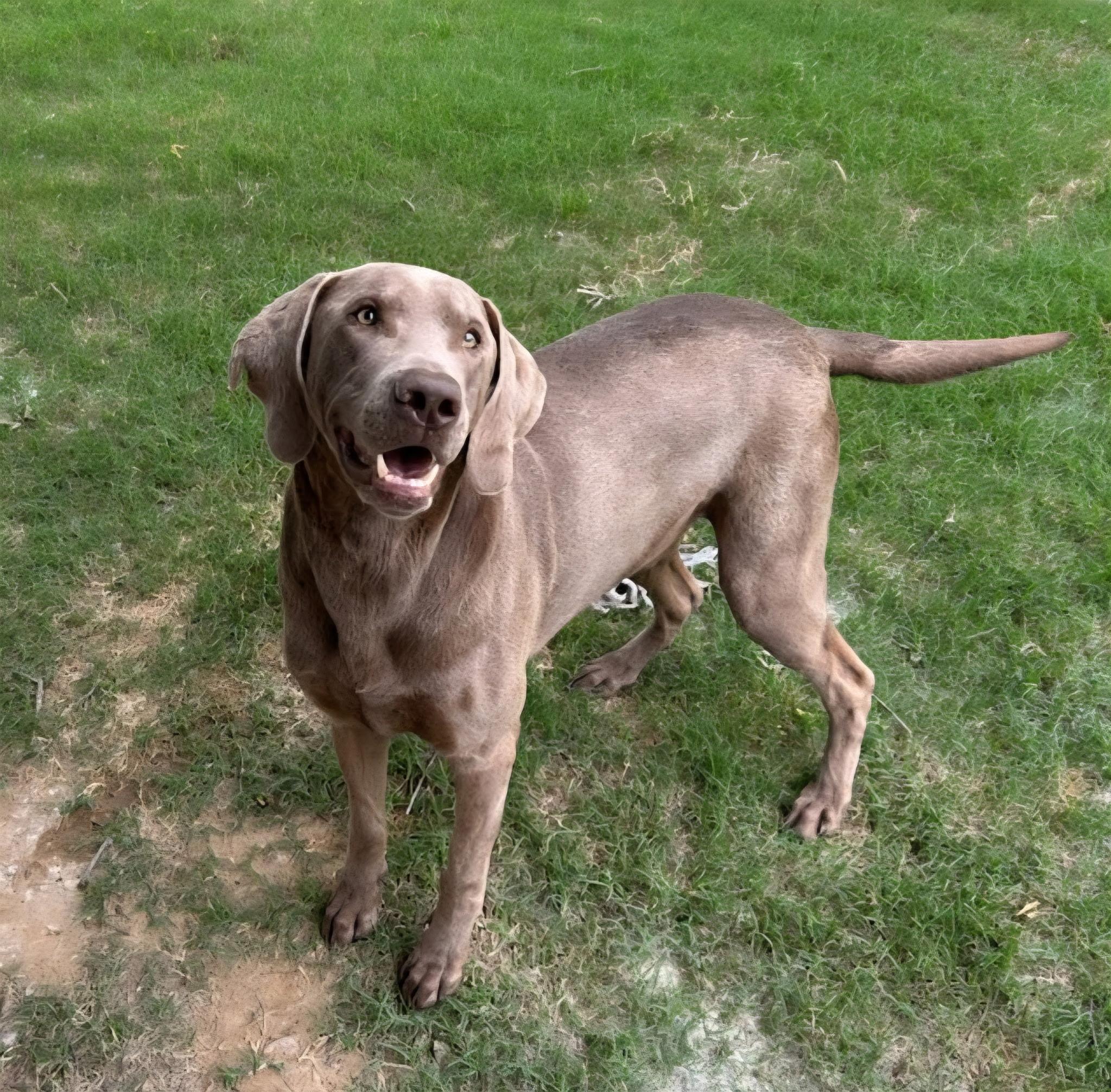 Picket, ADOPTABLE, Adult Male Weimaraner & Labrador Retriever.