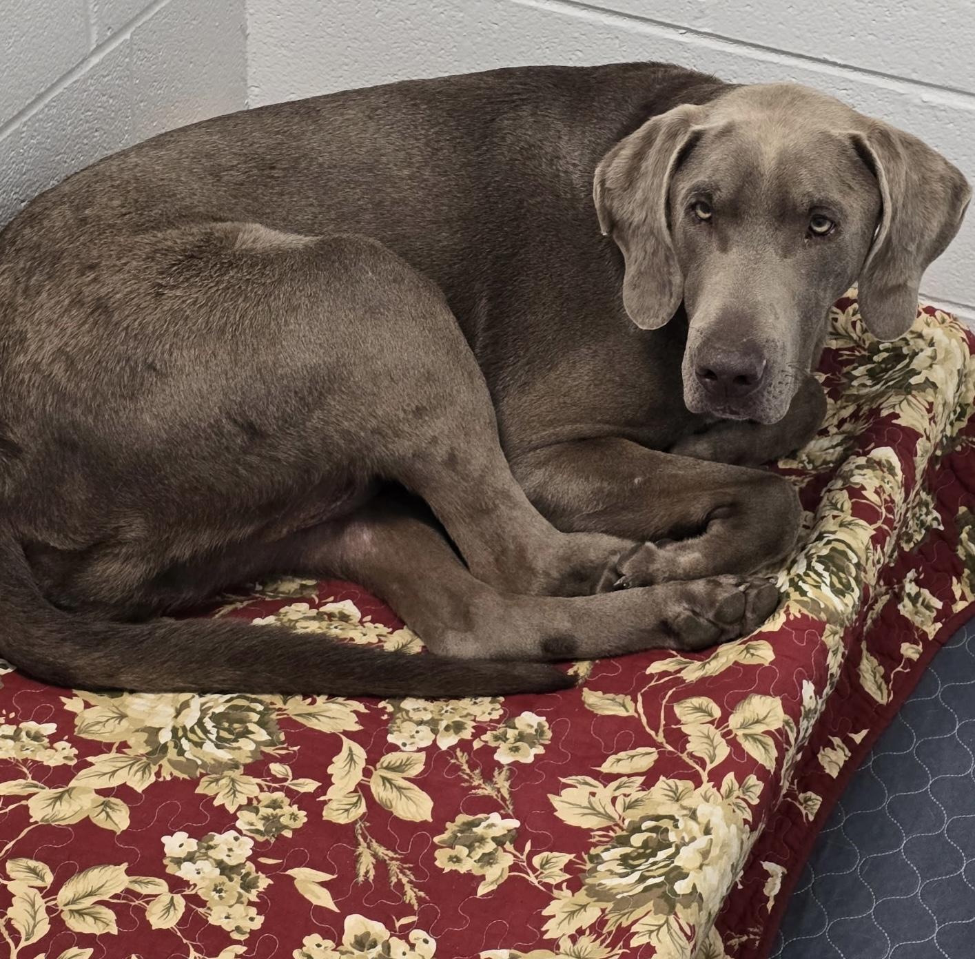 Picket, a ADOPTABLE mixed breed in Mingus, TX image 3/3