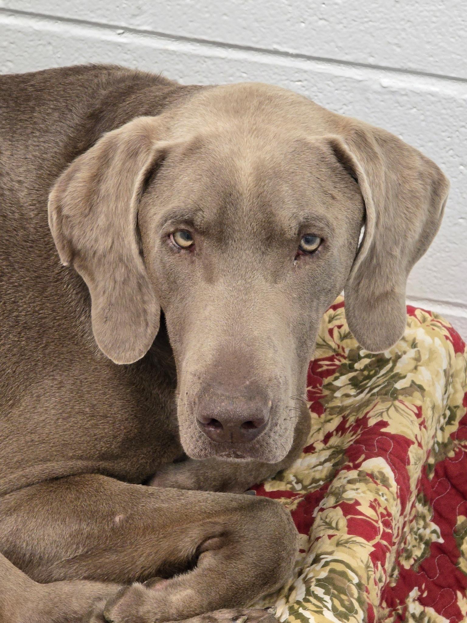 Picket, a ADOPTABLE mixed breed in Mingus, TX image 2/3