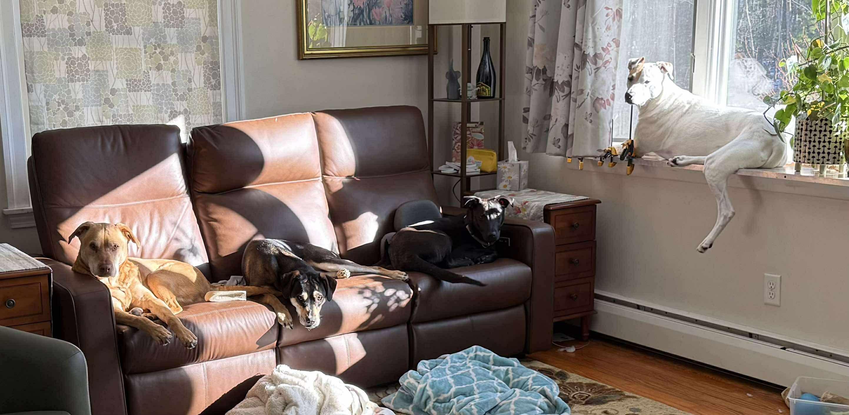 Enlarge Kevin (FEE SPONSORED), a Adoptable Shepherd in Portland, ME image 3/6