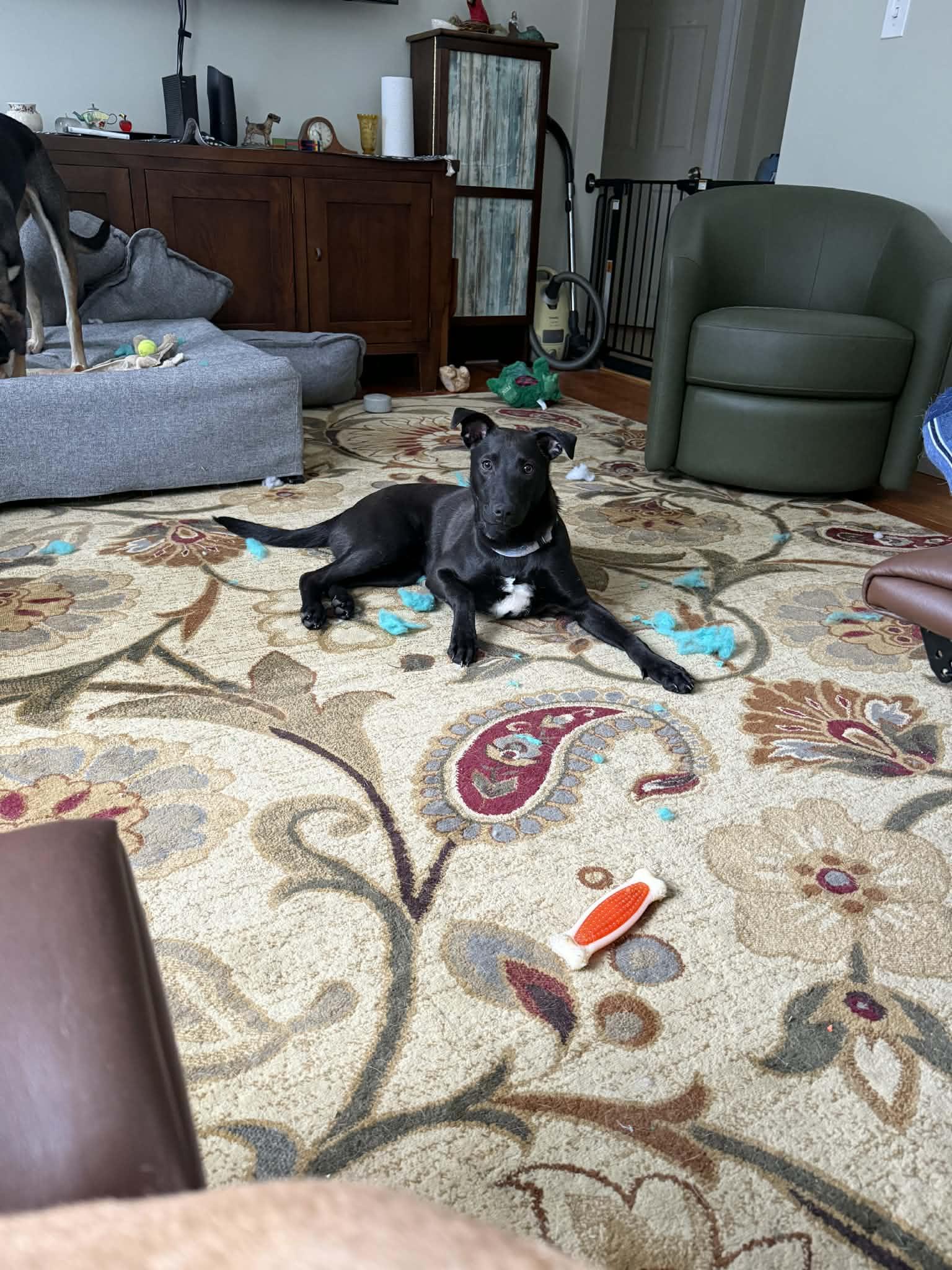 Enlarge Kevin (FEE SPONSORED), a Adoptable Shepherd in Portland, ME image 5/6