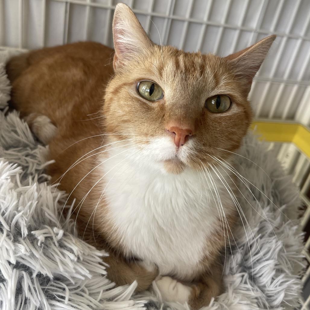 Enlarge Trigger, a Adoptable Domestic Short Hair in Valdosta , GA image 2/4