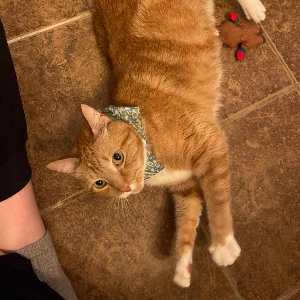 Enlarge Trigger, a Adoptable Domestic Short Hair in Valdosta , GA image 3/4