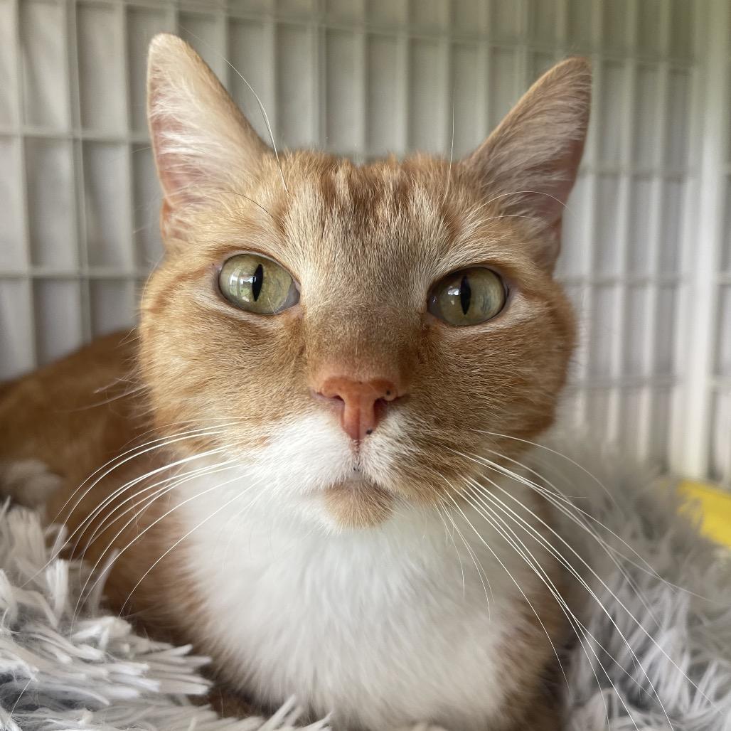 Enlarge Trigger, a Adoptable Domestic Short Hair in Valdosta , GA image 4/4