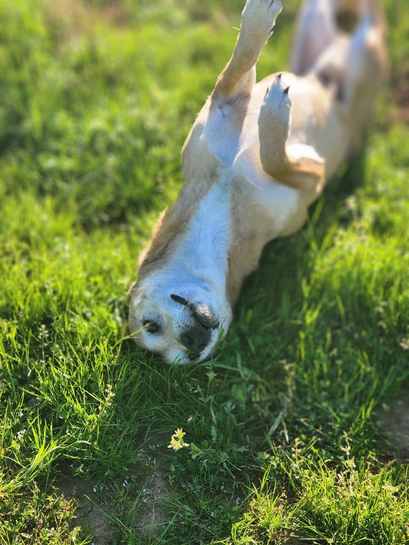 Banjo, a Adoptable mixed breed in modesto, CA image 2/8