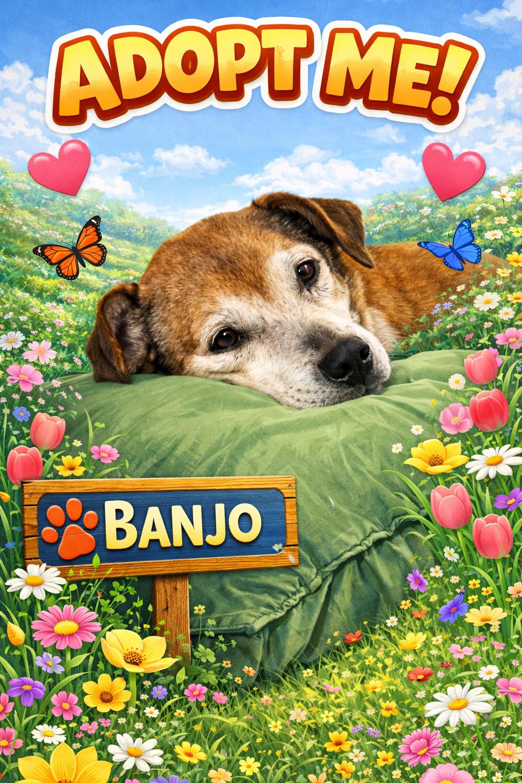 Enlarge Banjo, a Adoptable mixed breed in valley springs, CA image 1/5