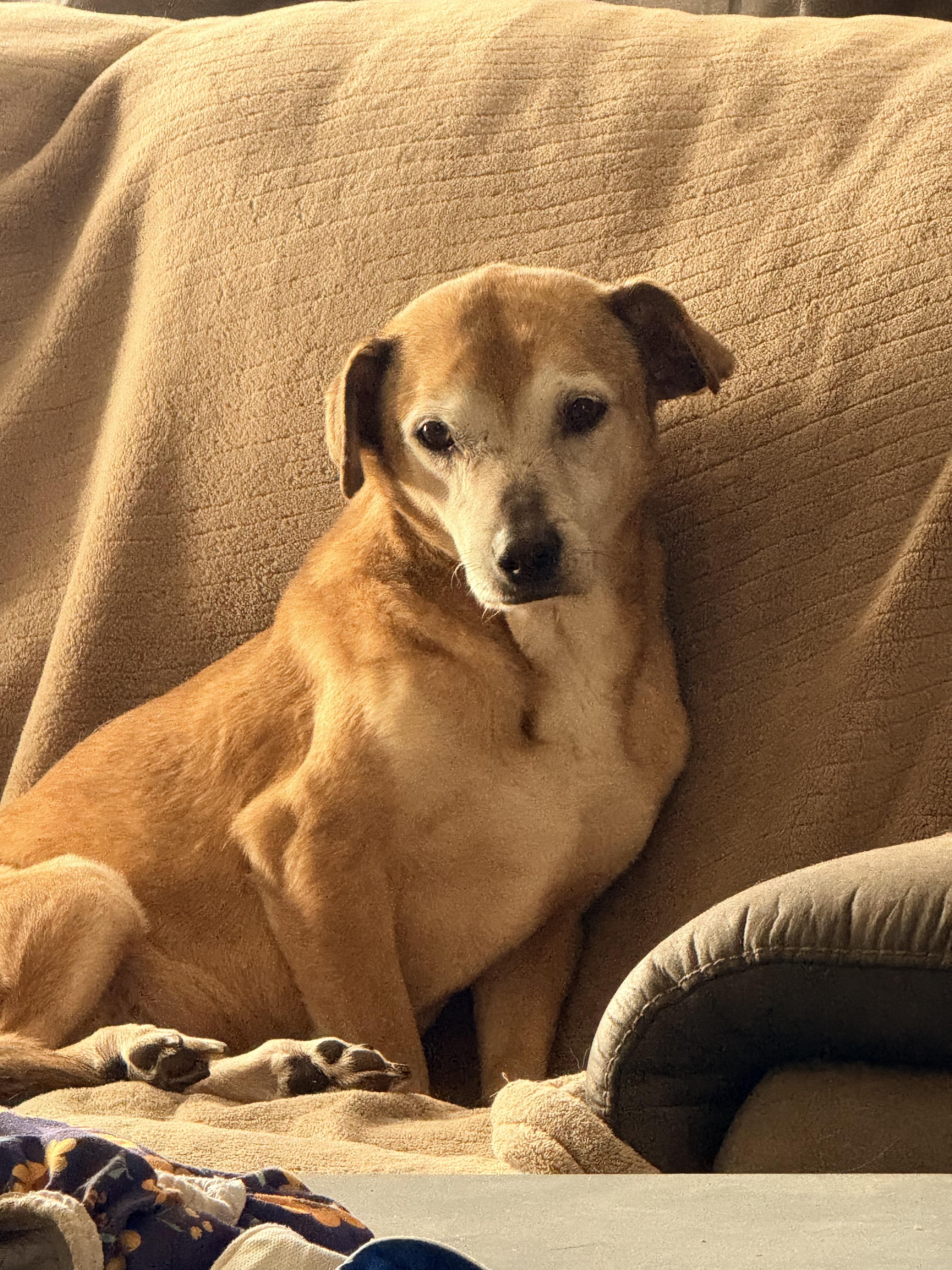 Enlarge Banjo, a Adoptable mixed breed in valley springs, CA image 2/5