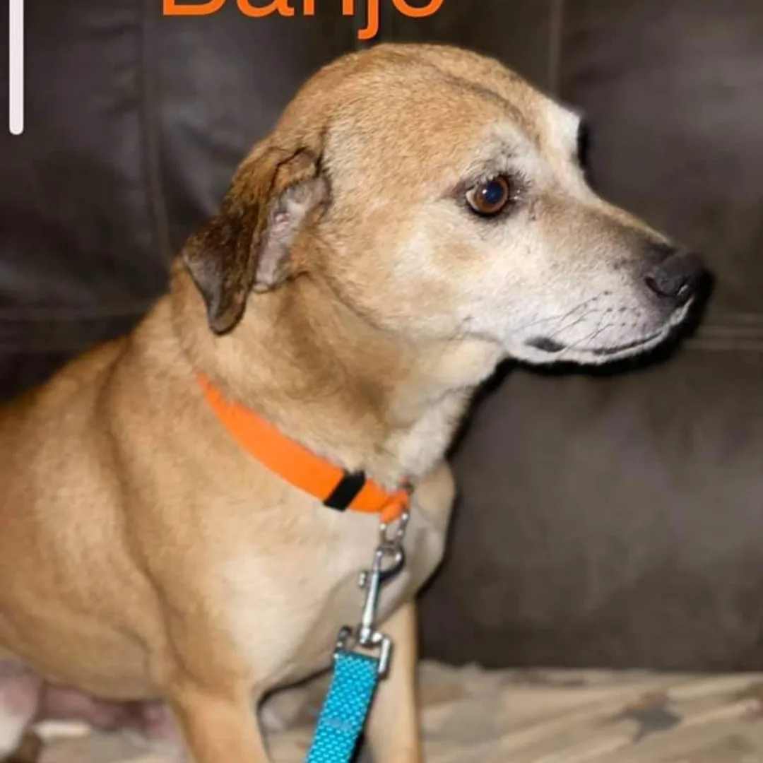 Banjo, a Adoptable mixed breed in modesto, CA image 3/8