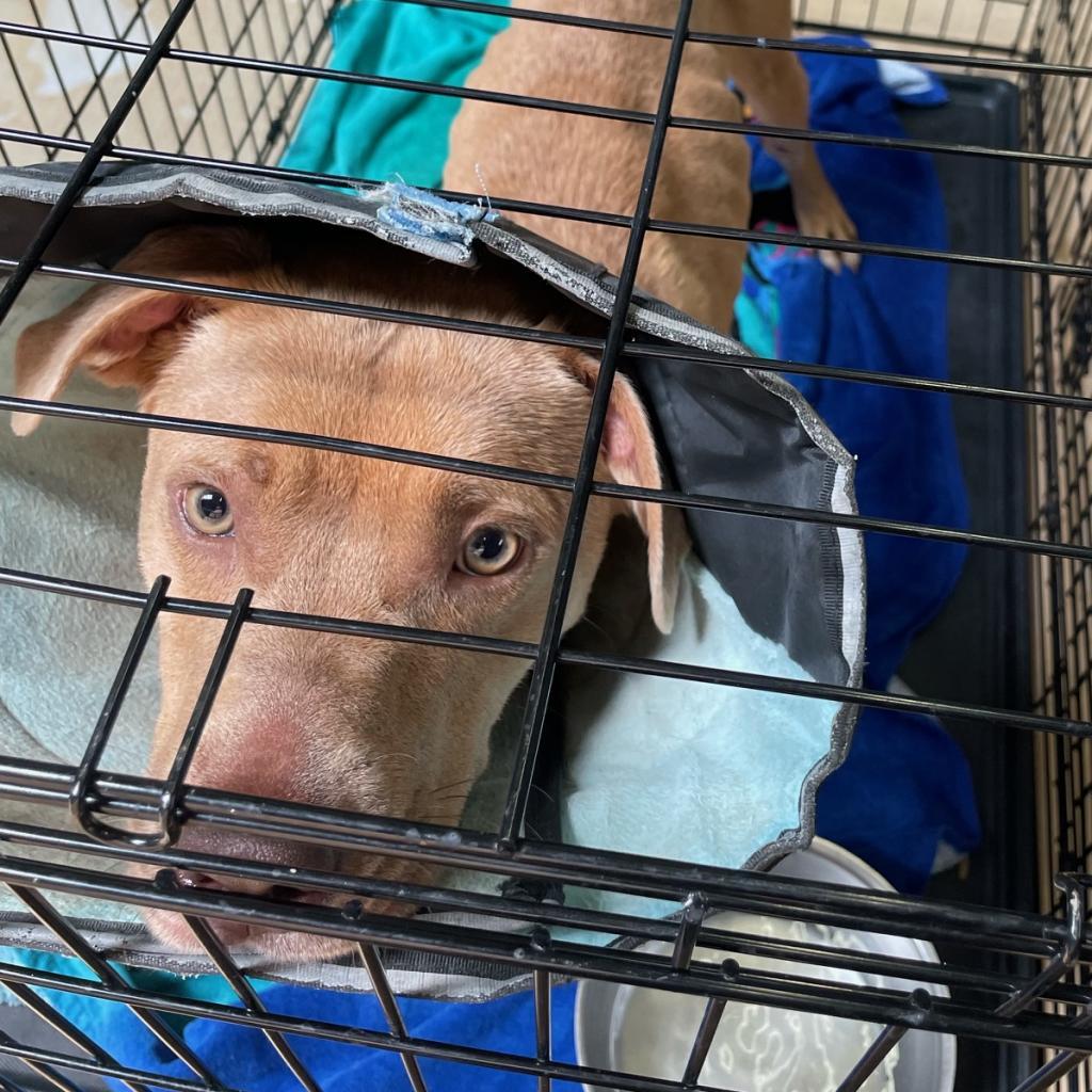 Enlarge Dolly Parton, a Adoptable mixed breed in Tuscaloosa, AL image 1/1