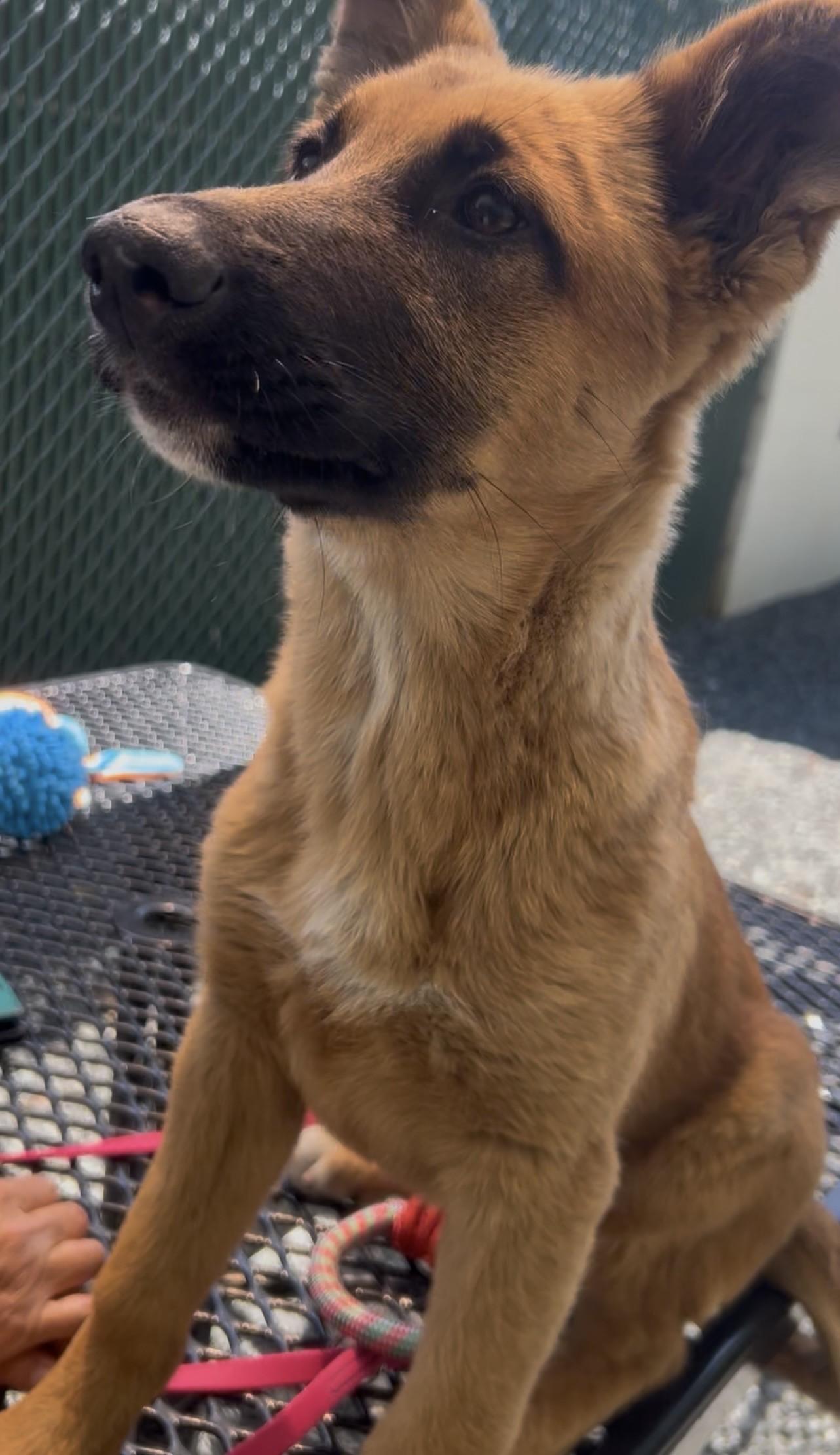 Rachel, an adopted mixed breed in Germanton, NC image 2/2