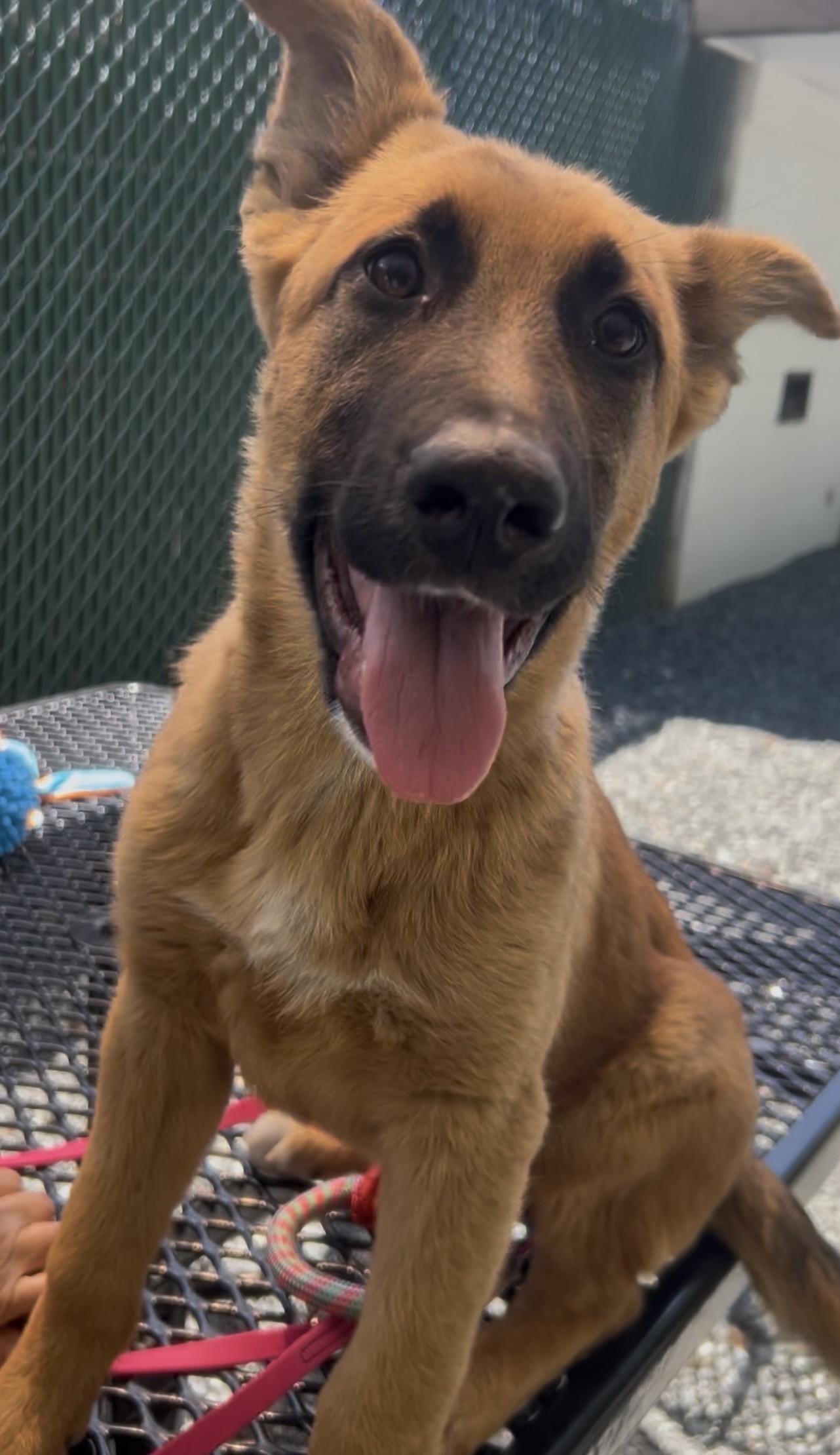 Rachel, adopted, Young Female German Shepherd Dog.