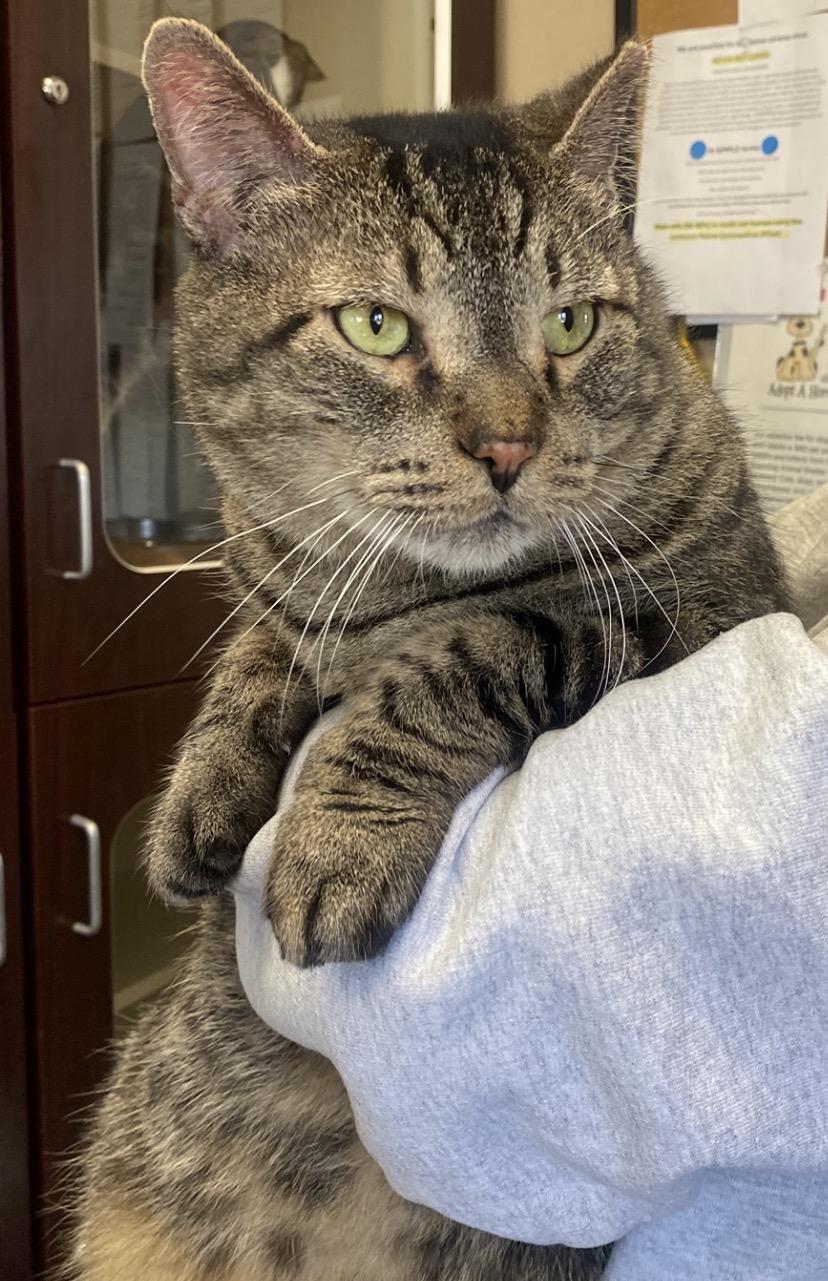 Enlarge Koolidge, a ADOPTABLE Domestic Short Hair in Somerset, NJ image 3/4