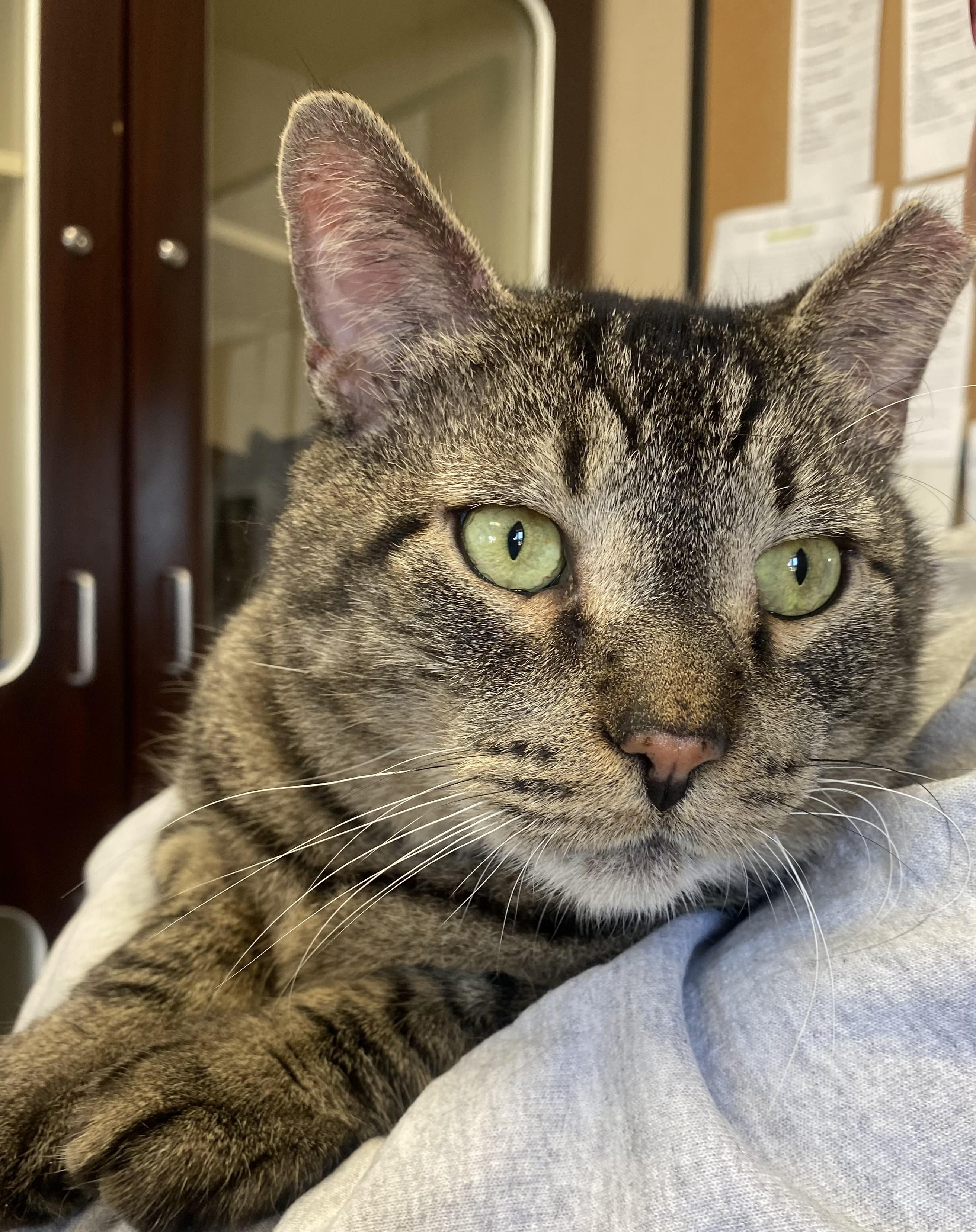 Enlarge Koolidge, a ADOPTABLE Domestic Short Hair in Somerset, NJ image 1/4