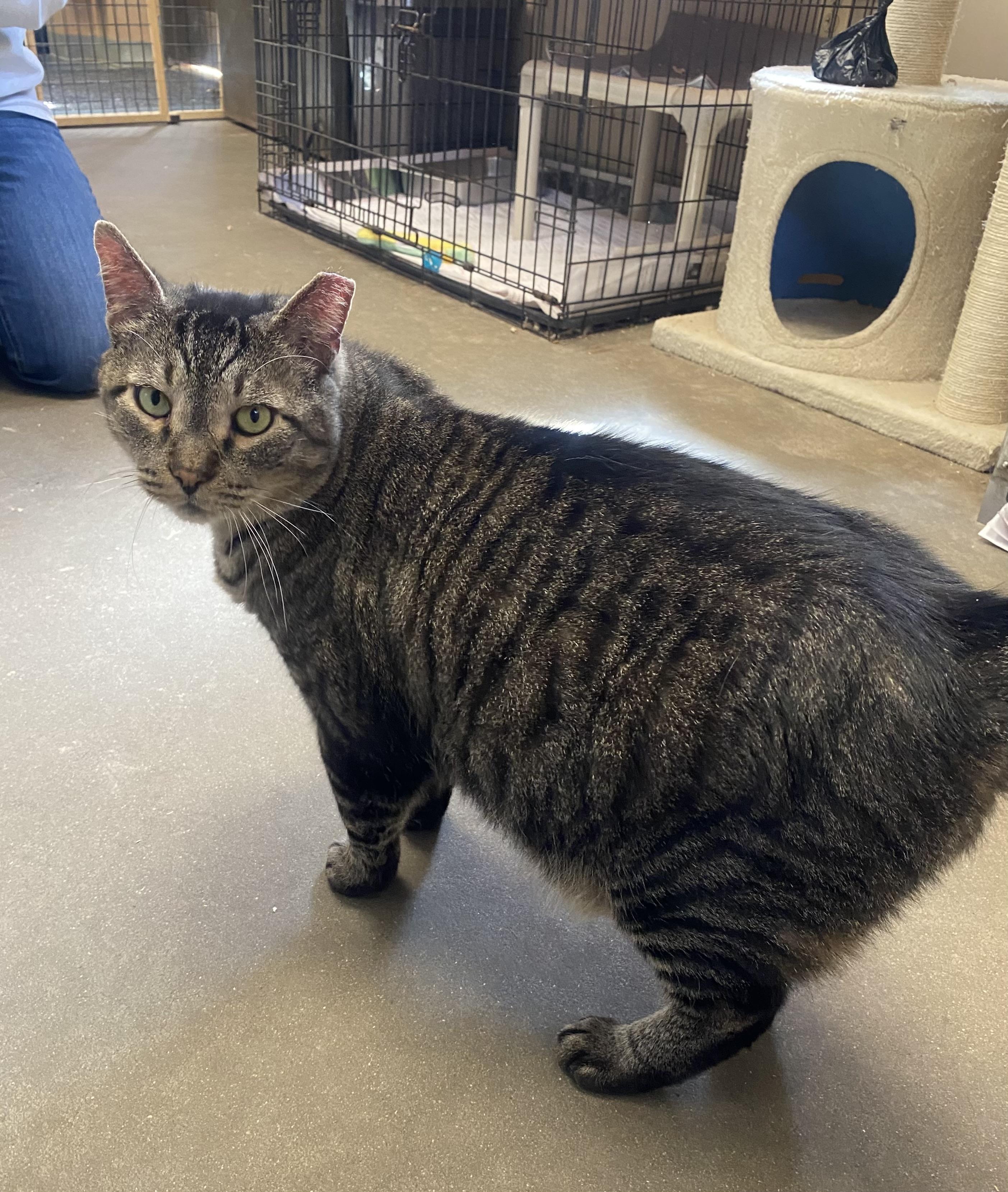 Enlarge Koolidge, a ADOPTABLE Domestic Short Hair in Somerset, NJ image 4/4