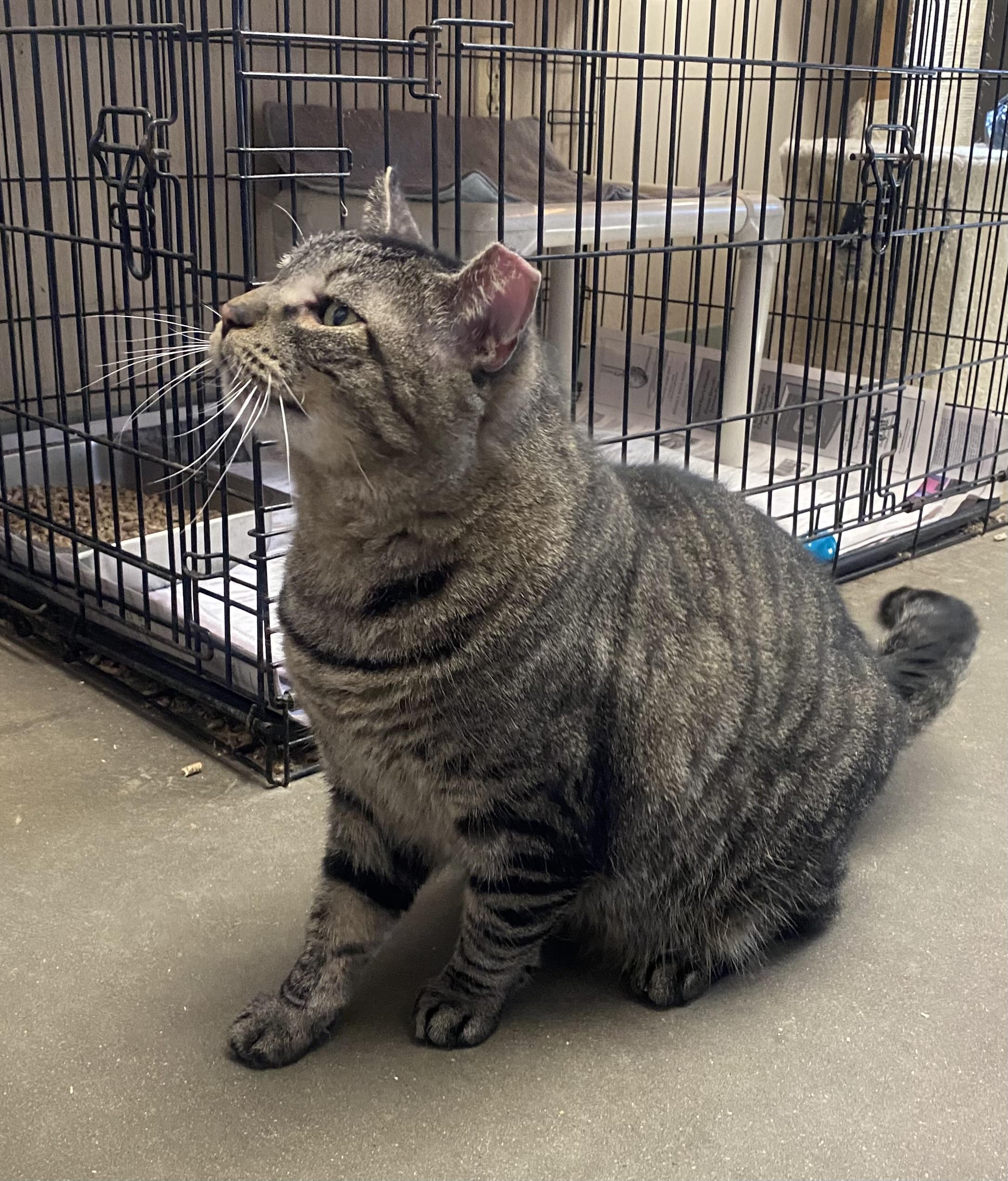 Enlarge Koolidge, a ADOPTABLE Domestic Short Hair in Somerset, NJ image 2/4