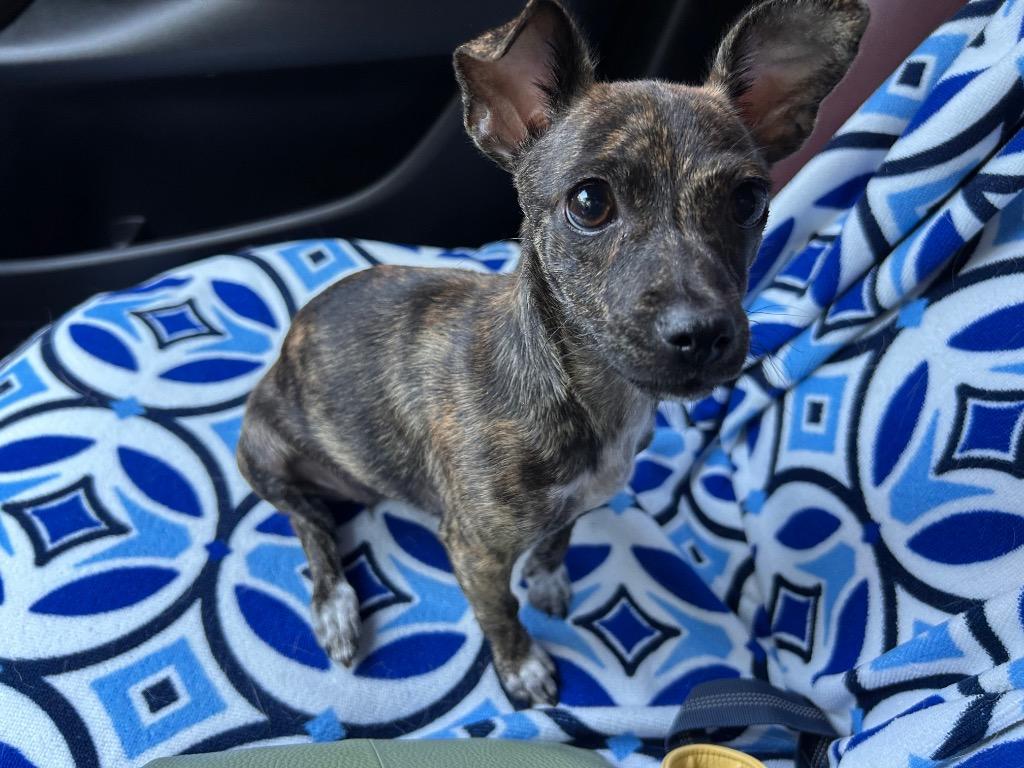 Enlarge Mae, a Adoptable mixed breed in CONROE, TX image 1/4