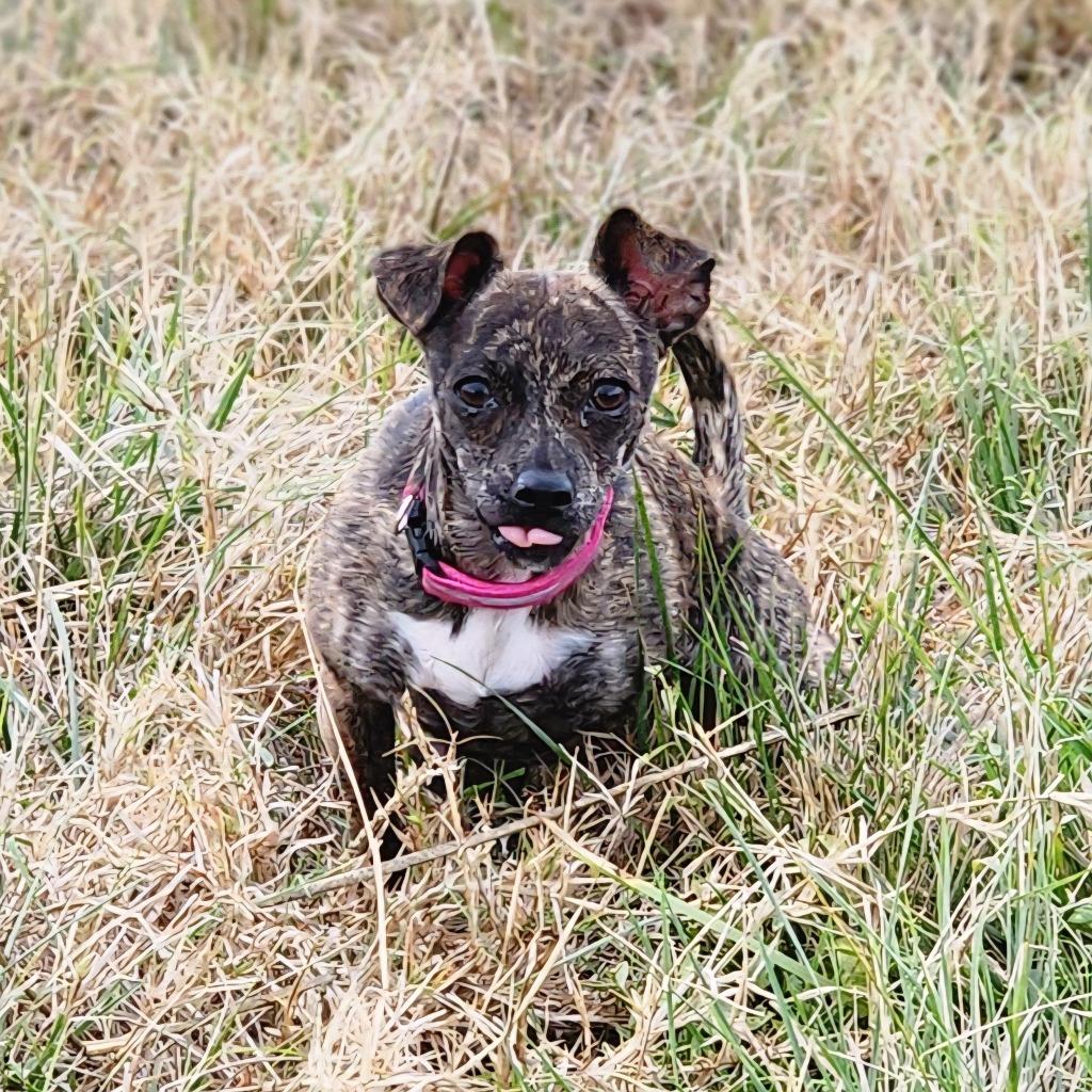 Enlarge Mae, a Adoptable mixed breed in CONROE, TX image 2/4