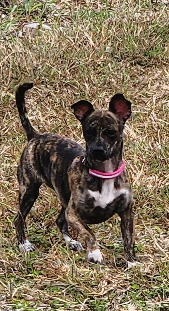 Enlarge Mae, a Adoptable mixed breed in CONROE, TX image 4/4