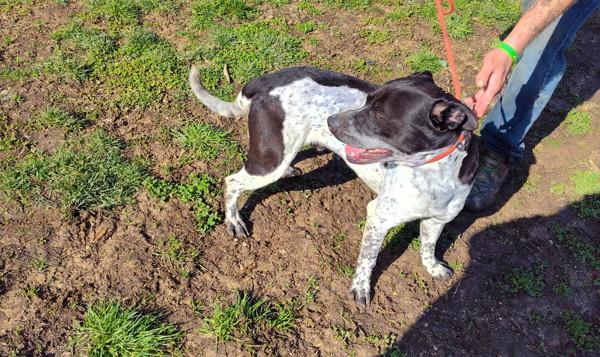 Enlarge Puddles, a Adoptable mixed breed in Cleveland, TN image 1/1