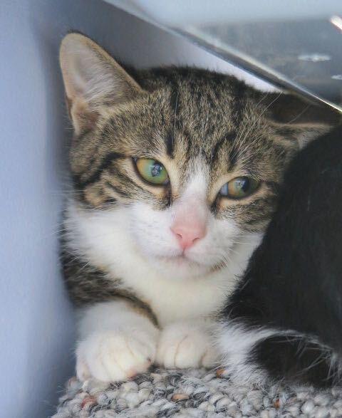 Enlarge Jude, a Adopted Domestic Short Hair in Toronto, ON image 1/3