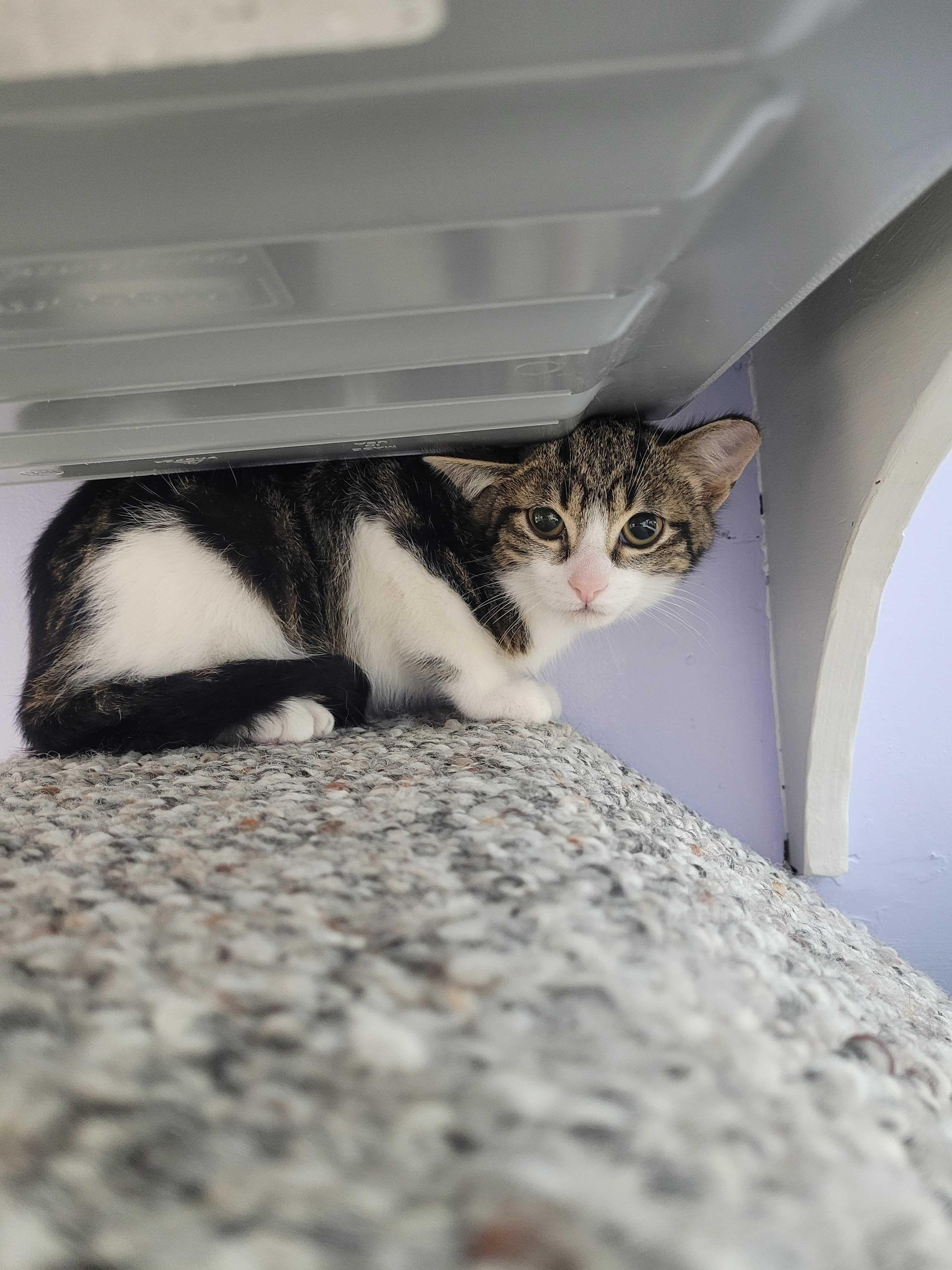 Enlarge Jude, a Adopted Domestic Short Hair in Toronto, ON image 3/3