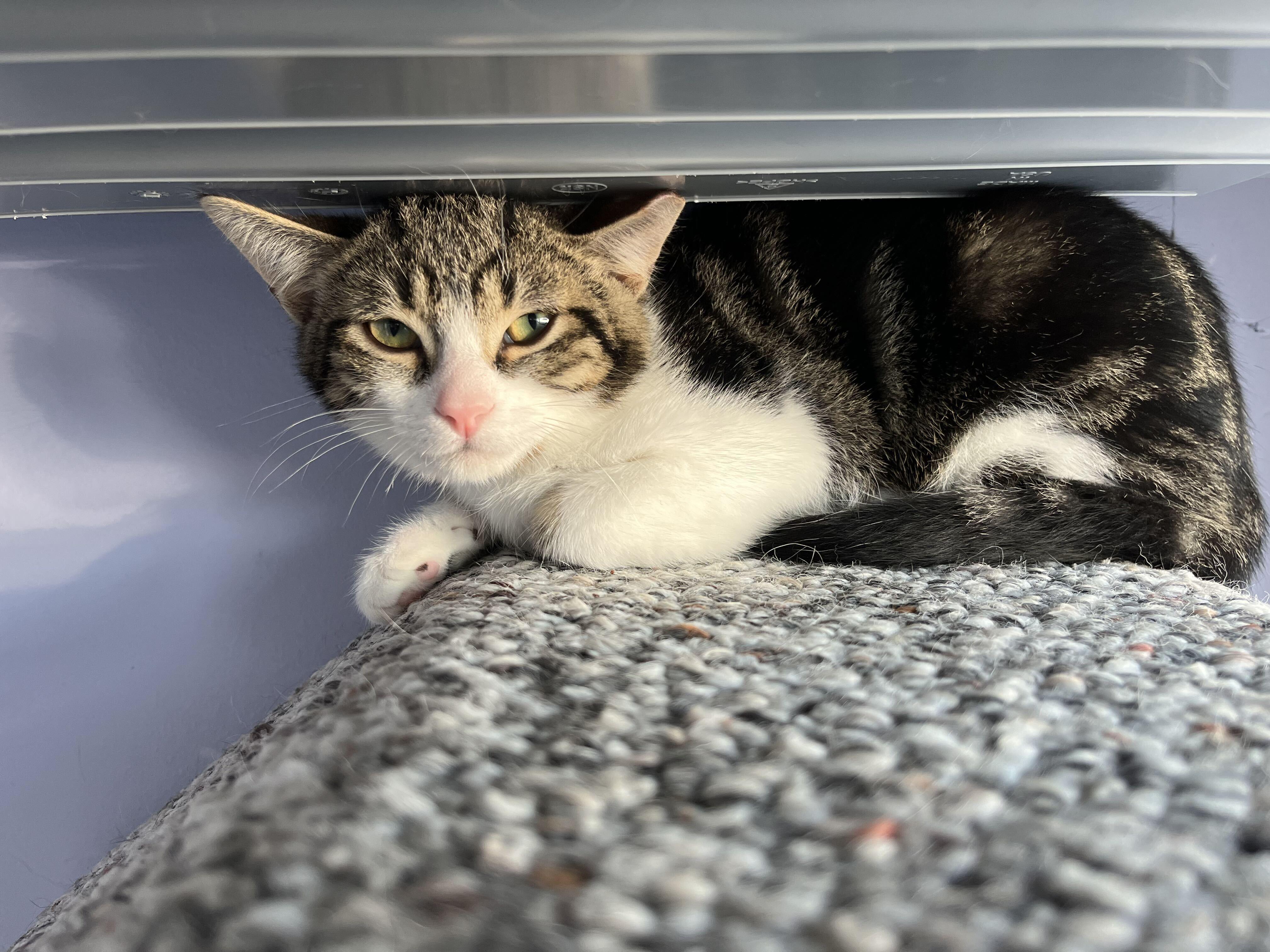 Enlarge Jude, a Adopted Domestic Short Hair in Toronto, ON image 2/3