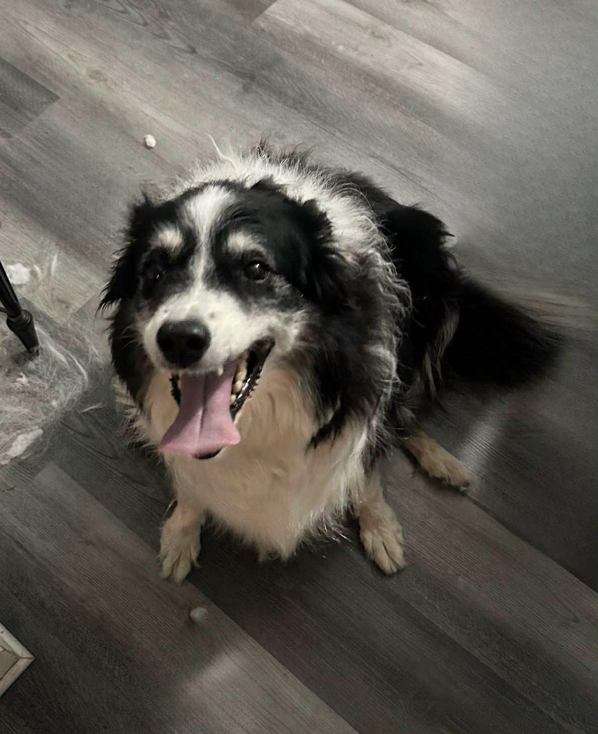 Dolly, Adoptable, Adult Female Border Collie.