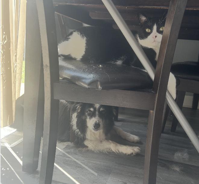 Dolly, a Adoptable mixed breed in Montgomery, IL image 2/4