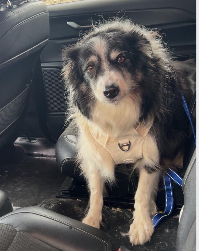 Dolly, a Adoptable mixed breed in Montgomery, IL image 3/4