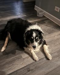 Dolly, a Adoptable mixed breed in Montgomery, IL image 4/4