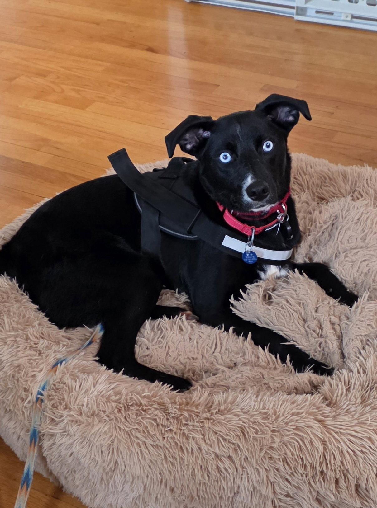 Enlarge Azula, a Adoptable mixed breed in Powell, OH image 1/3