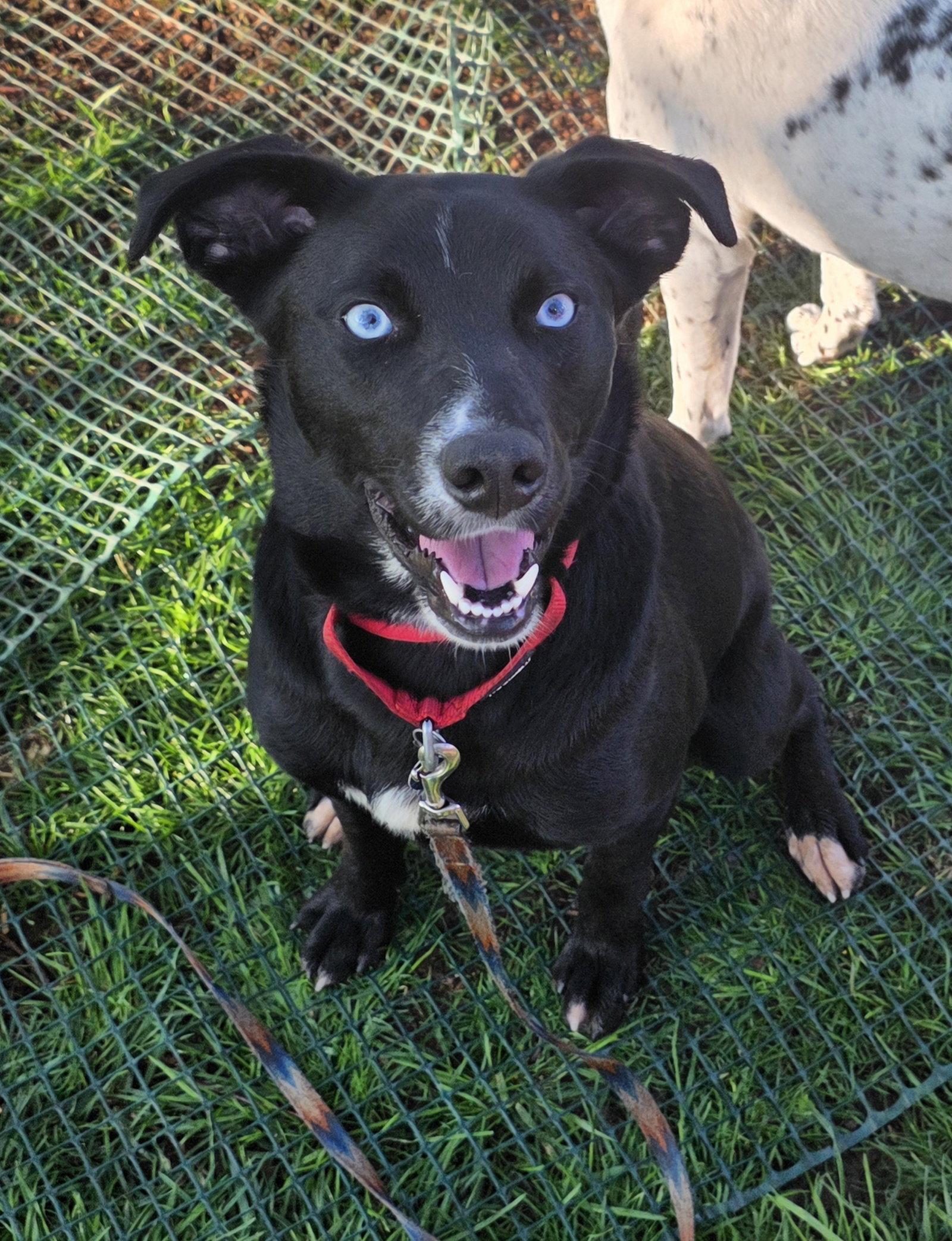 Enlarge Azula, a Adoptable mixed breed in Powell, OH image 2/3