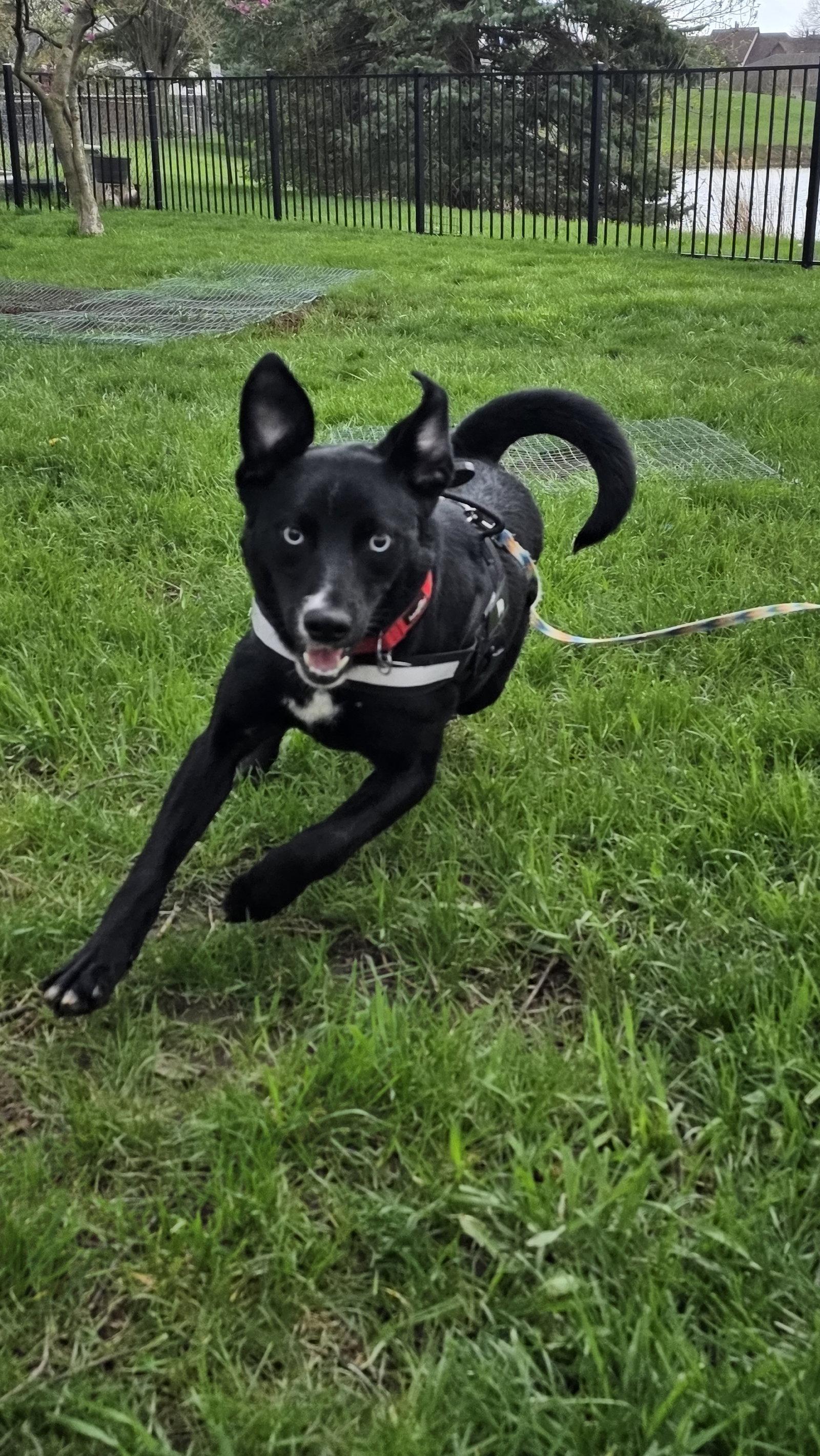 Enlarge Azula, a Adoptable mixed breed in Powell, OH image 3/3