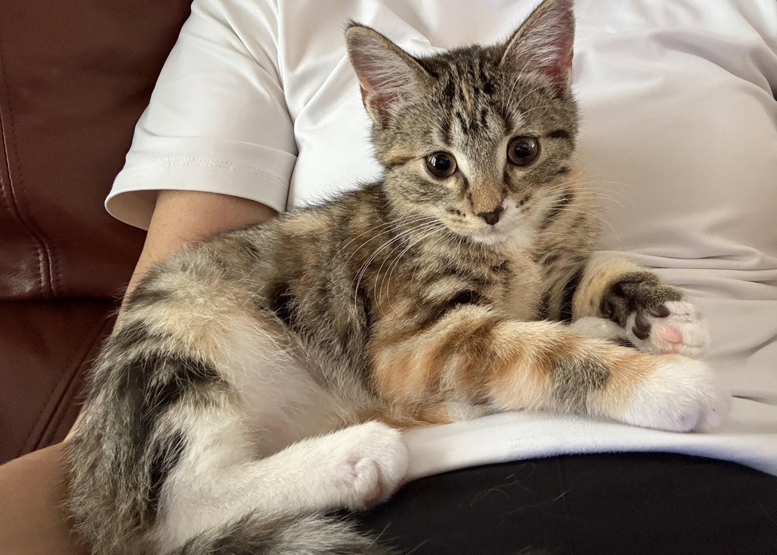 Enlarge Peanut Butter, a Adopted Tabby in Orlando, FL image 1/3