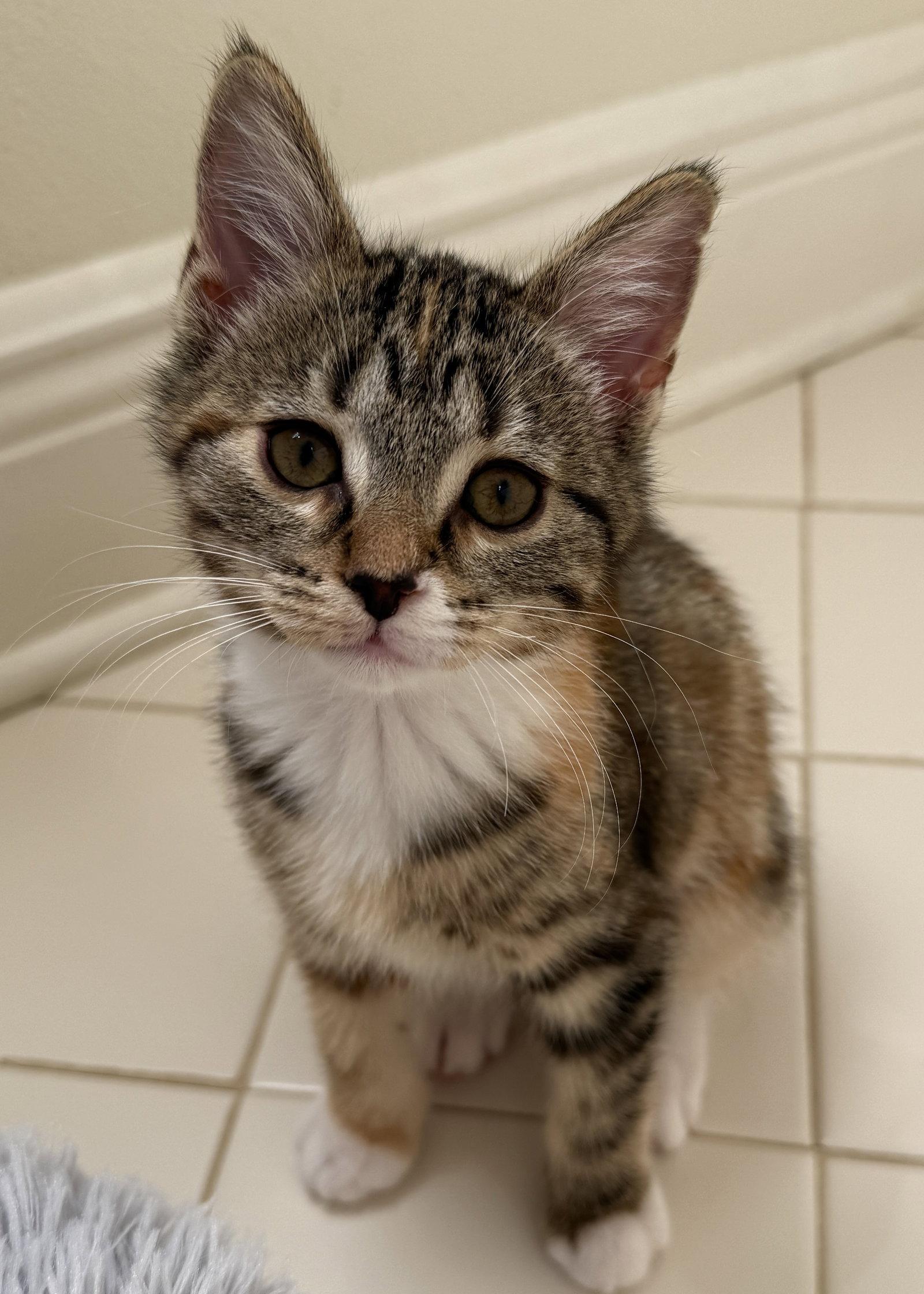 Enlarge Peanut Butter, a Adopted Tabby in Orlando, FL image 2/3