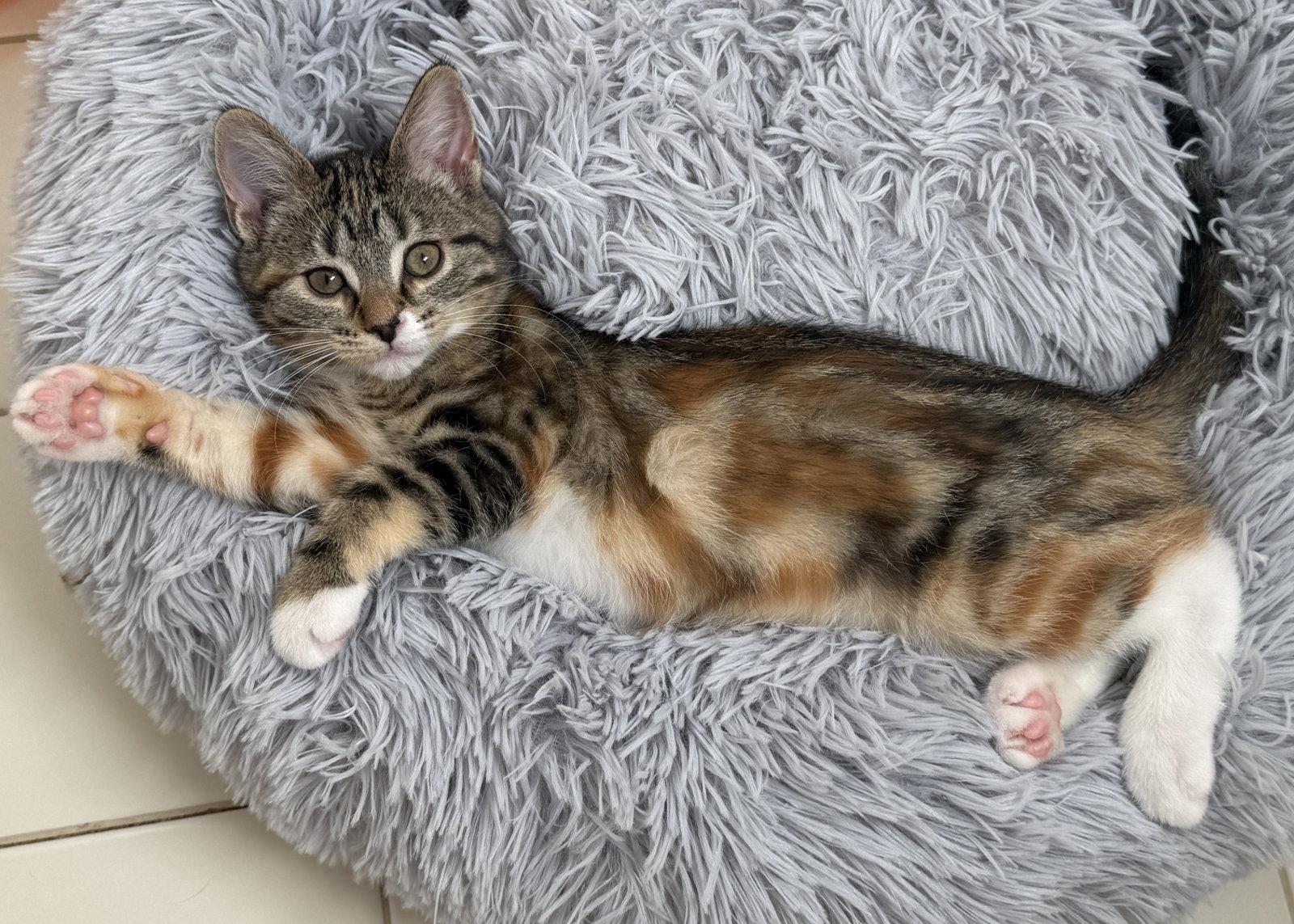 Enlarge Peanut Butter, a Adopted Tabby in Orlando, FL image 3/3