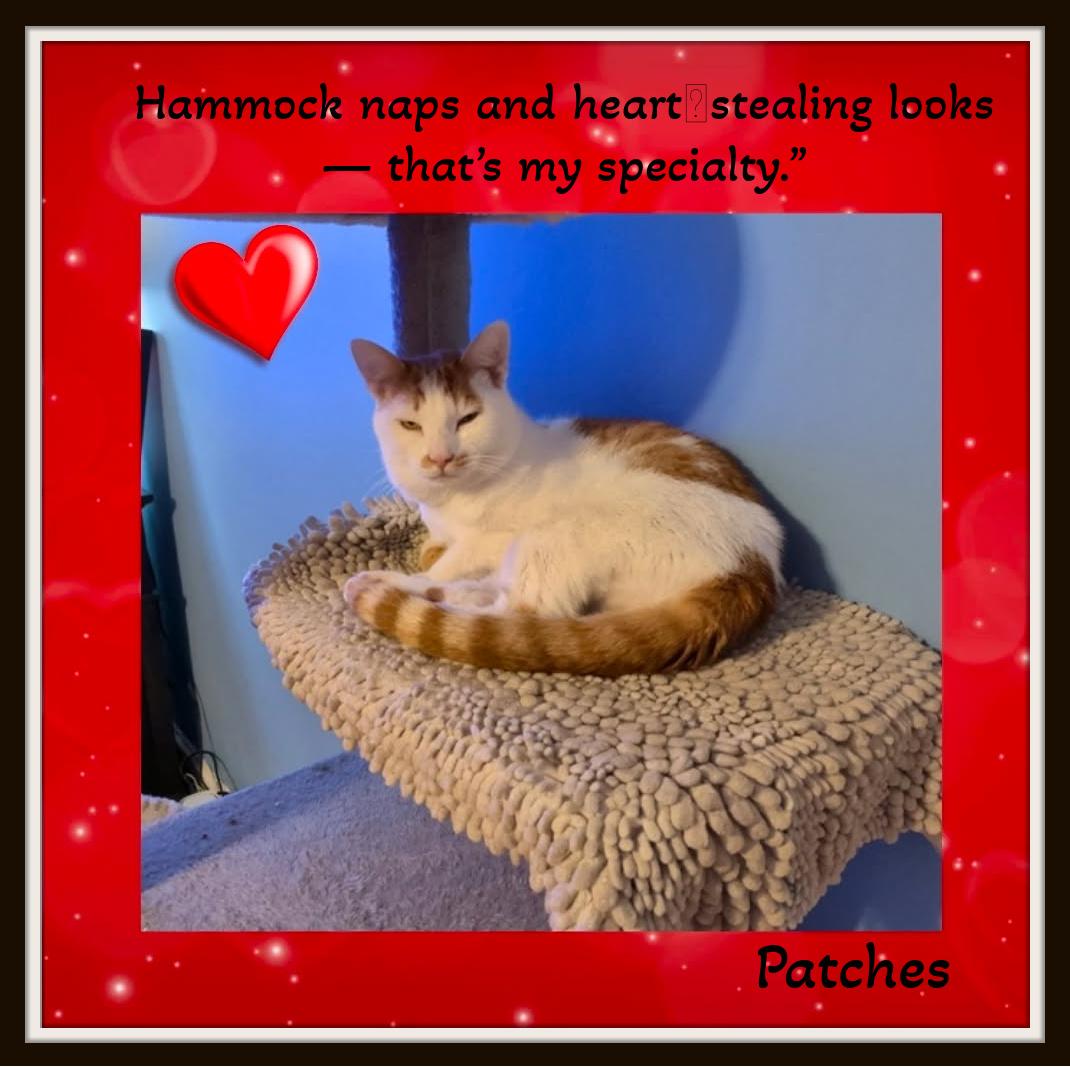 Meet Patches - Hammock naps and heartstealing looks thats my specialty., a ADOPTABLE Domestic Short Hair in Winston Salem, NC image 2/6