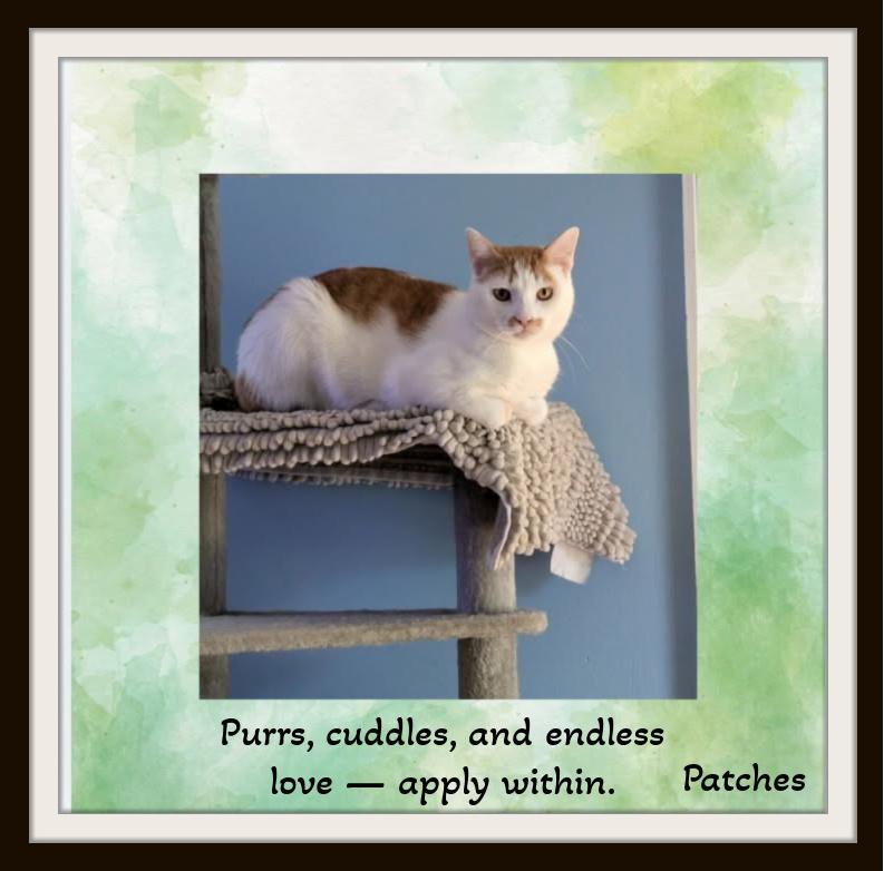 Meet Patches - Hammock naps and heartstealing looks thats my specialty., a ADOPTABLE Domestic Short Hair in Winston Salem, NC image 4/6