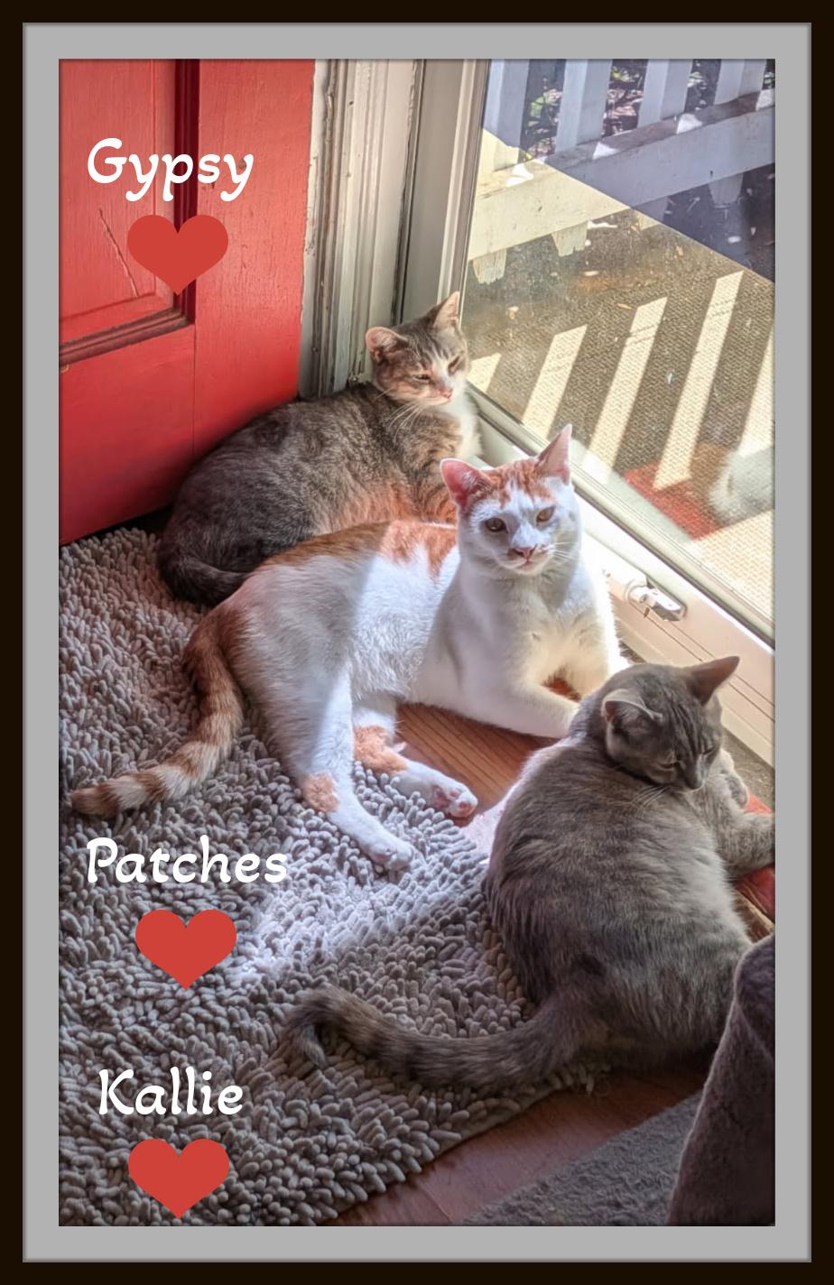 Meet Patches - Hammock naps and heartstealing looks thats my specialty., a ADOPTABLE Domestic Short Hair in Winston Salem, NC image 6/6