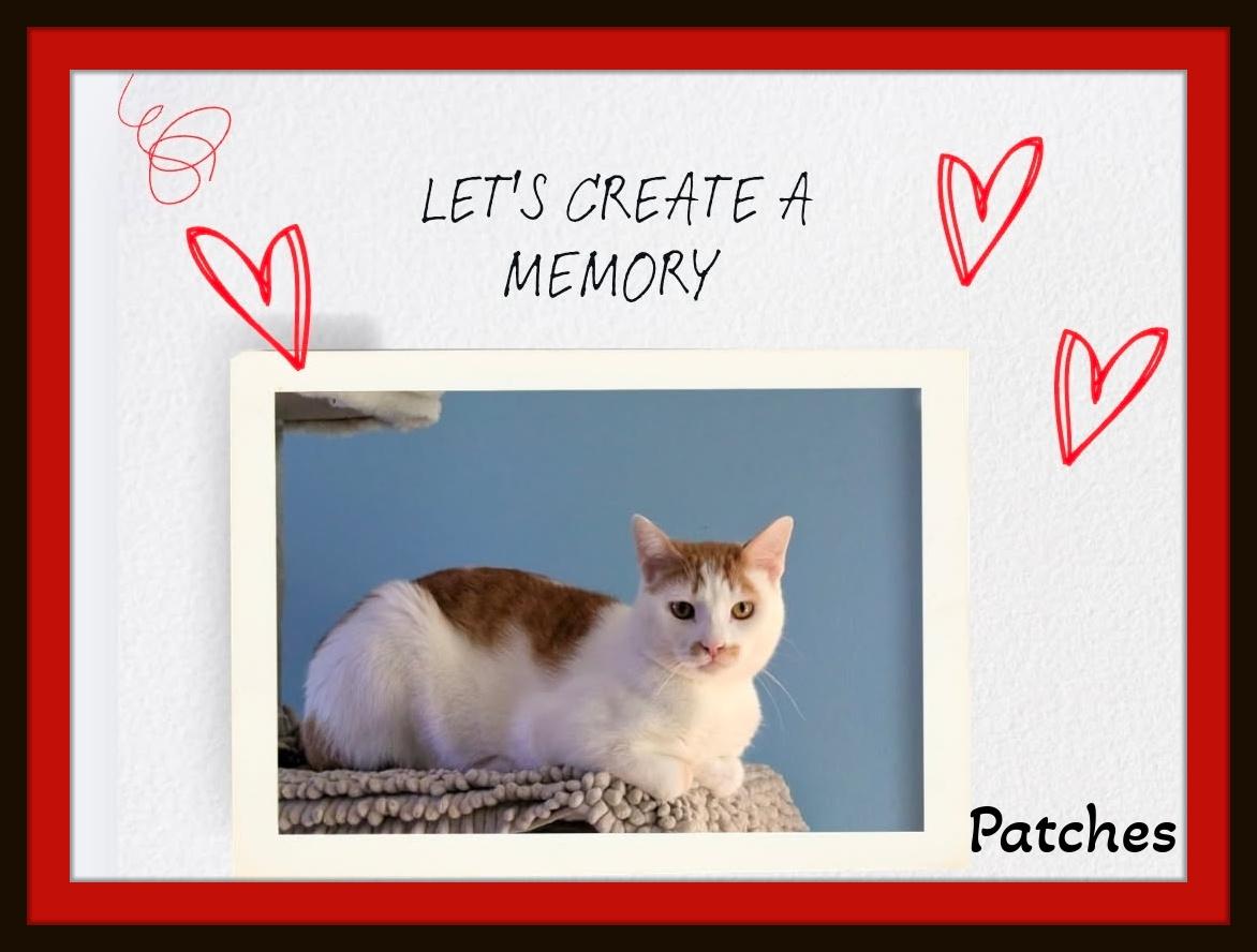 Meet Patches - Hammock naps and heartstealing looks thats my specialty., a ADOPTABLE Domestic Short Hair in Winston Salem, NC image 1/6