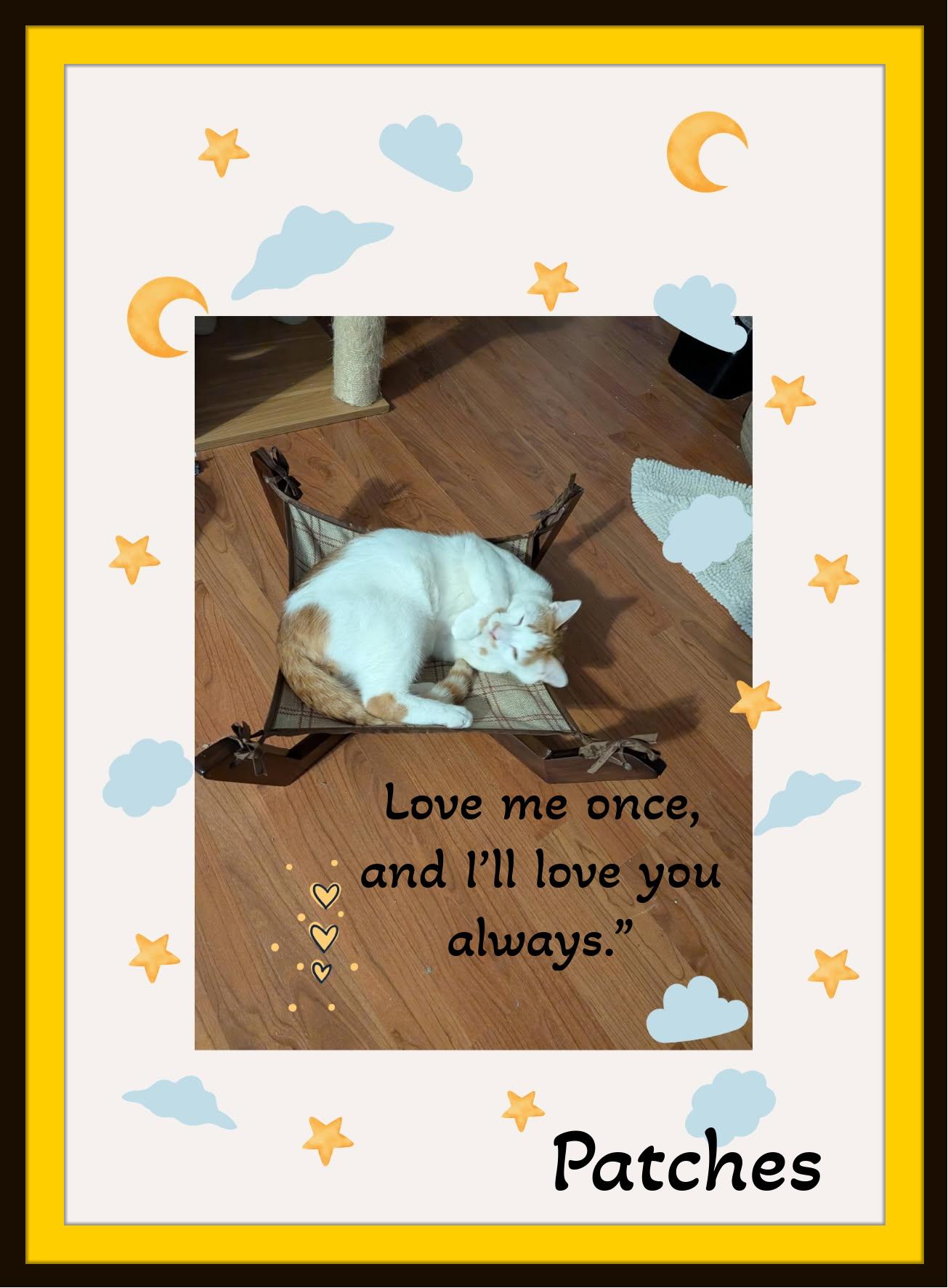 Meet Patches - Hammock naps and heartstealing looks thats my specialty., a ADOPTABLE Domestic Short Hair in Winston Salem, NC image 3/6