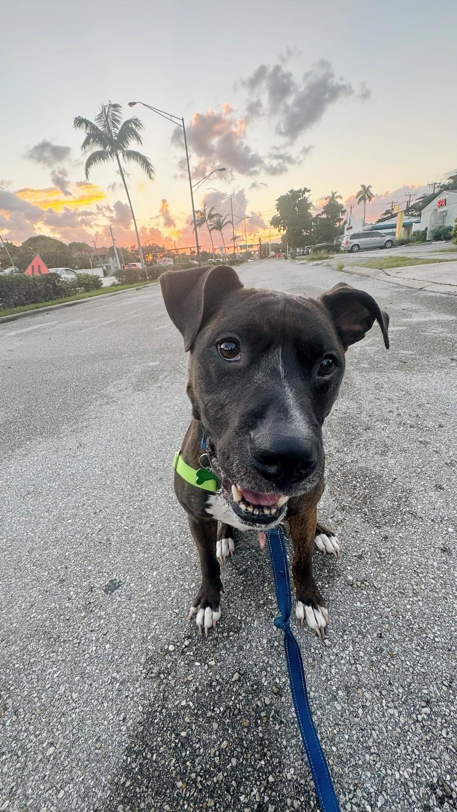Ollie, Adoptable, Adult Male Pit Bull Terrier.